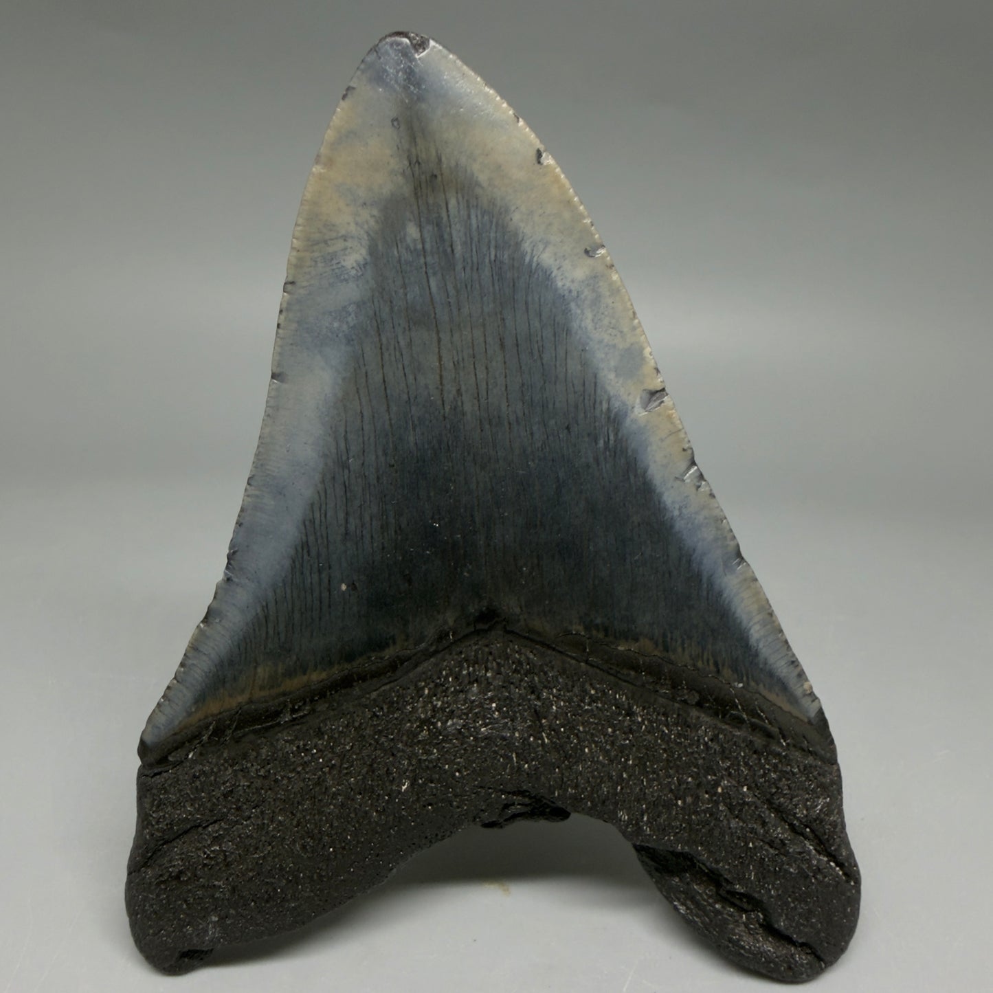 Back View Nice Looking, colorful 4.08" Megalodon Tooth from South Carolina CM6414