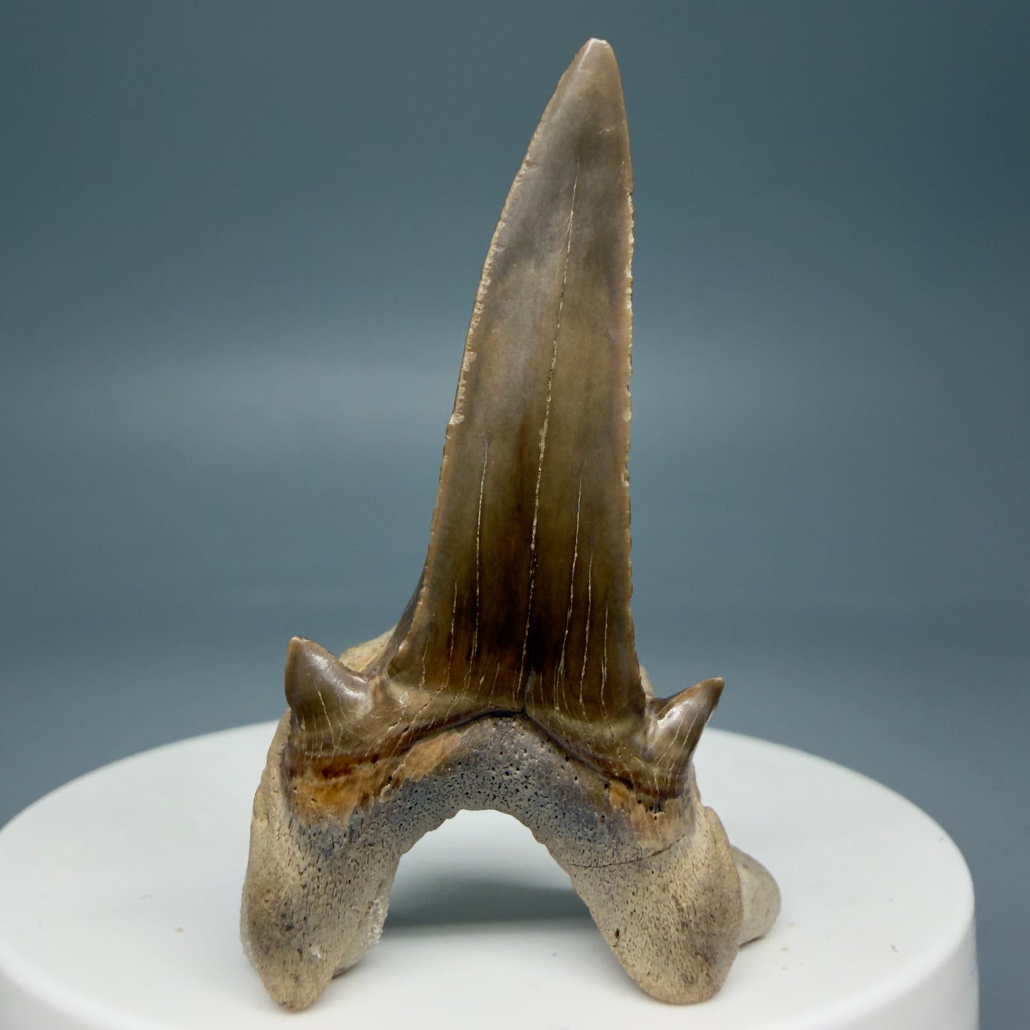 Back View Rare 1.93" Fossil Extinct Mackerel Shark tooth - Cretodus crassidens - Dallas Co., TX R634