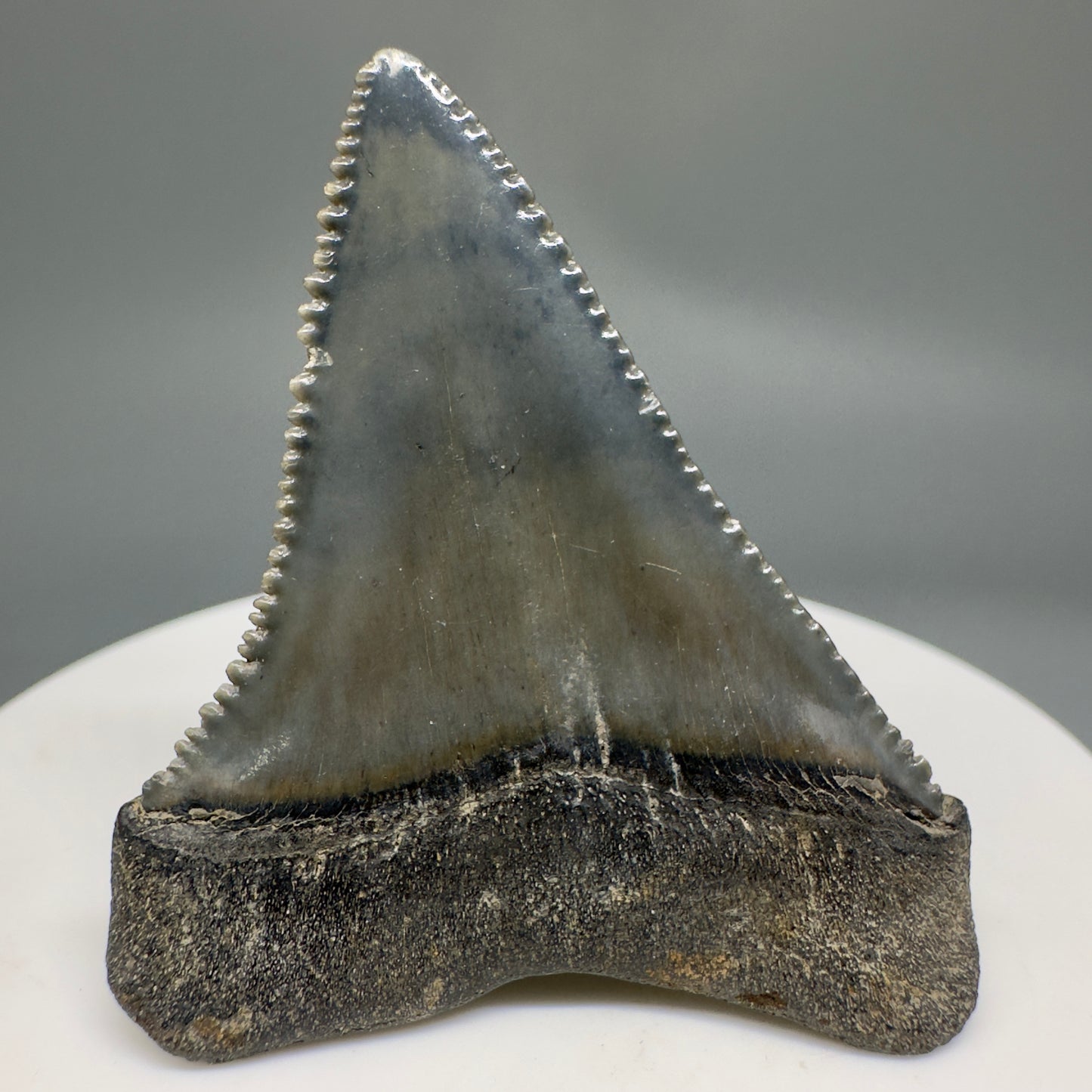 Gorgeous colors and prints 1.84" Fossil Great White Shark Tooth - South Carolina GW1214 - Back