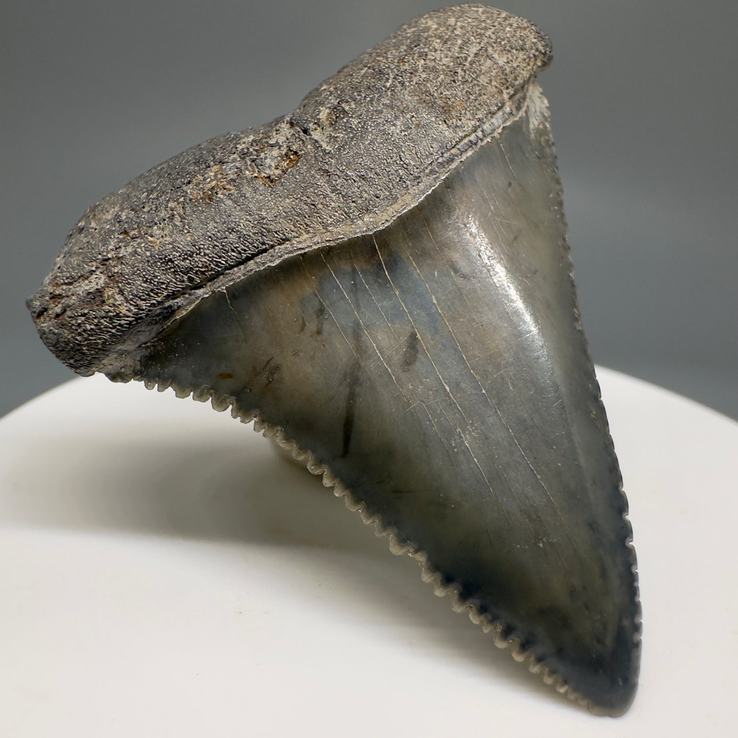 Gorgeous colors and prints 1.84" Fossil Great White Shark Tooth - South Carolina GW1214 - Front Left