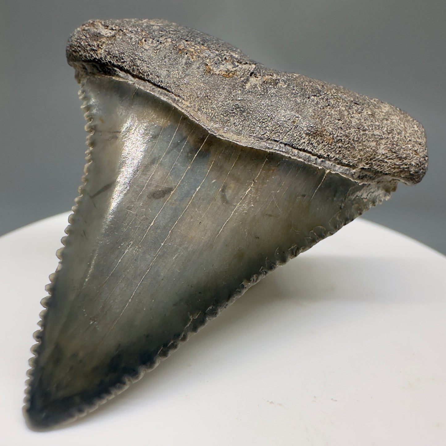 Gorgeous colors and prints 1.84" Fossil Great White Shark Tooth - South Carolina GW1214 - Front Right