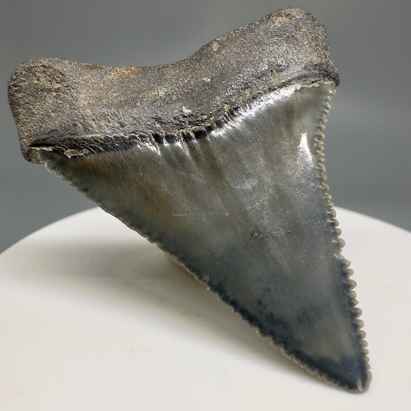 Gorgeous colors and prints 1.84" Fossil Great White Shark Tooth - South Carolina GW1214 - Back Left