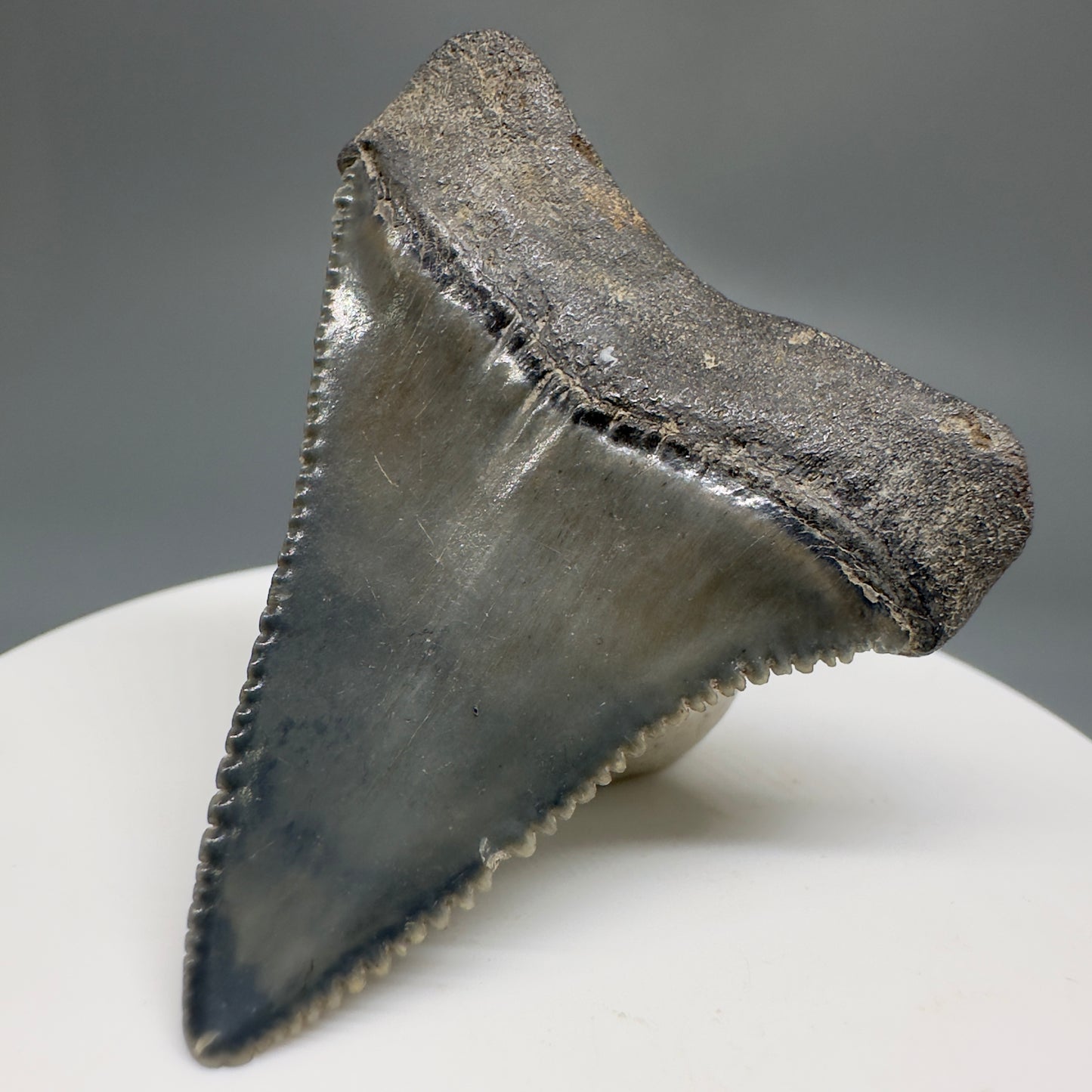 Gorgeous colors and prints 1.84" Fossil Great White Shark Tooth - South Carolina GW1214 - Back Right