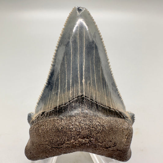Colorful serrated 2.39 inch Carcharocles angustidens shark tooth from South Carolina AN402 front