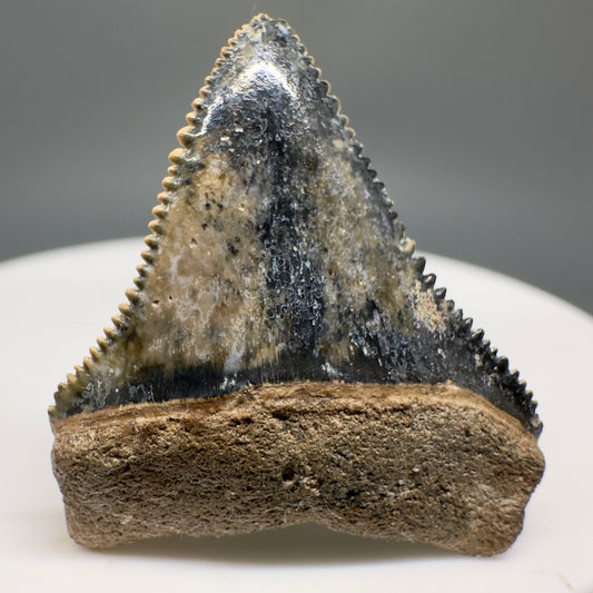 Colorful, sharply serrated 1.11" Fossil Great White Tooth from Sarasota, Florida GW1208 - Front