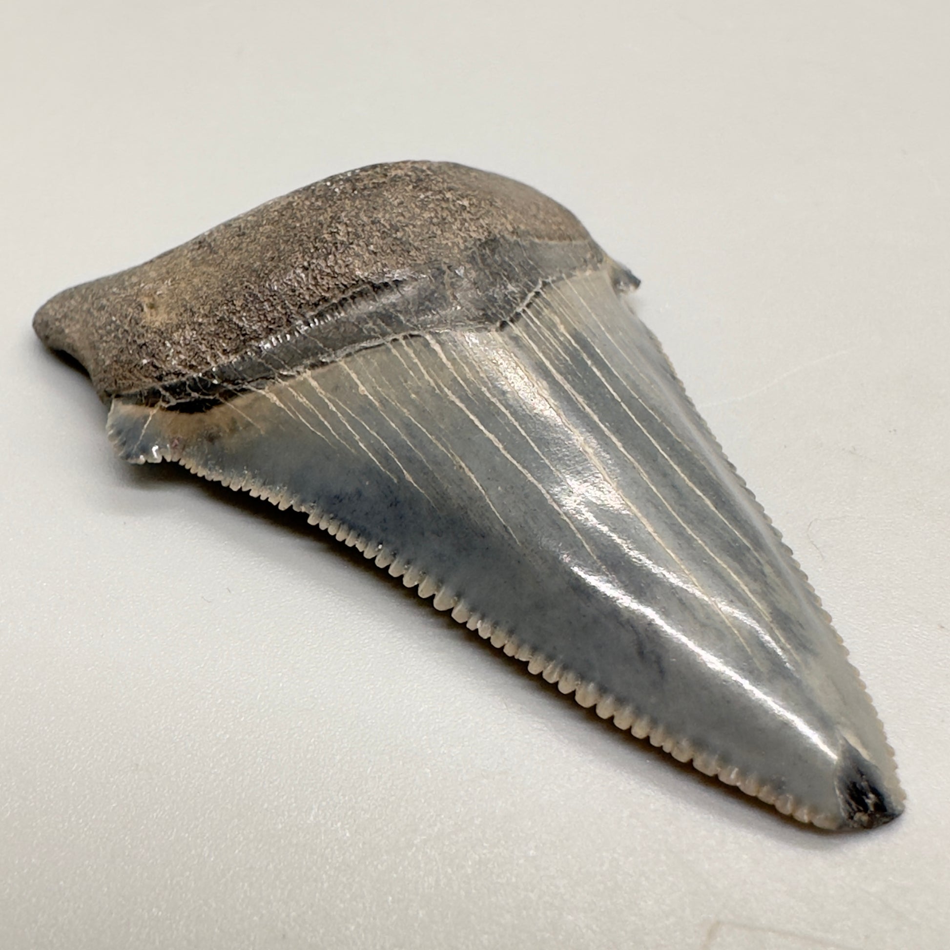 Colorful serrated 2.39 inch Carcharocles angustidens shark tooth from South Carolina AN402 front left