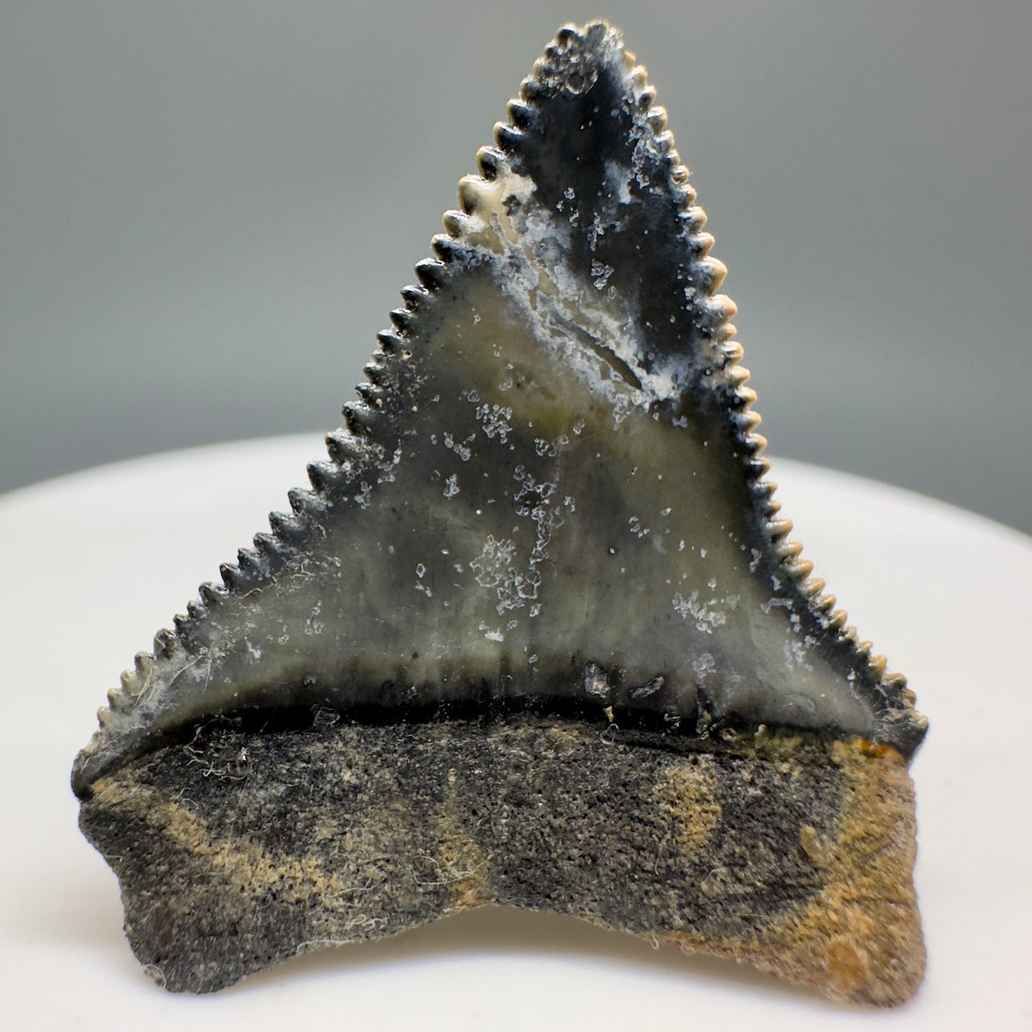 Colorful, sharply serrated 1.11" Fossil Great White Tooth from Sarasota, Florida GW1208 - Back