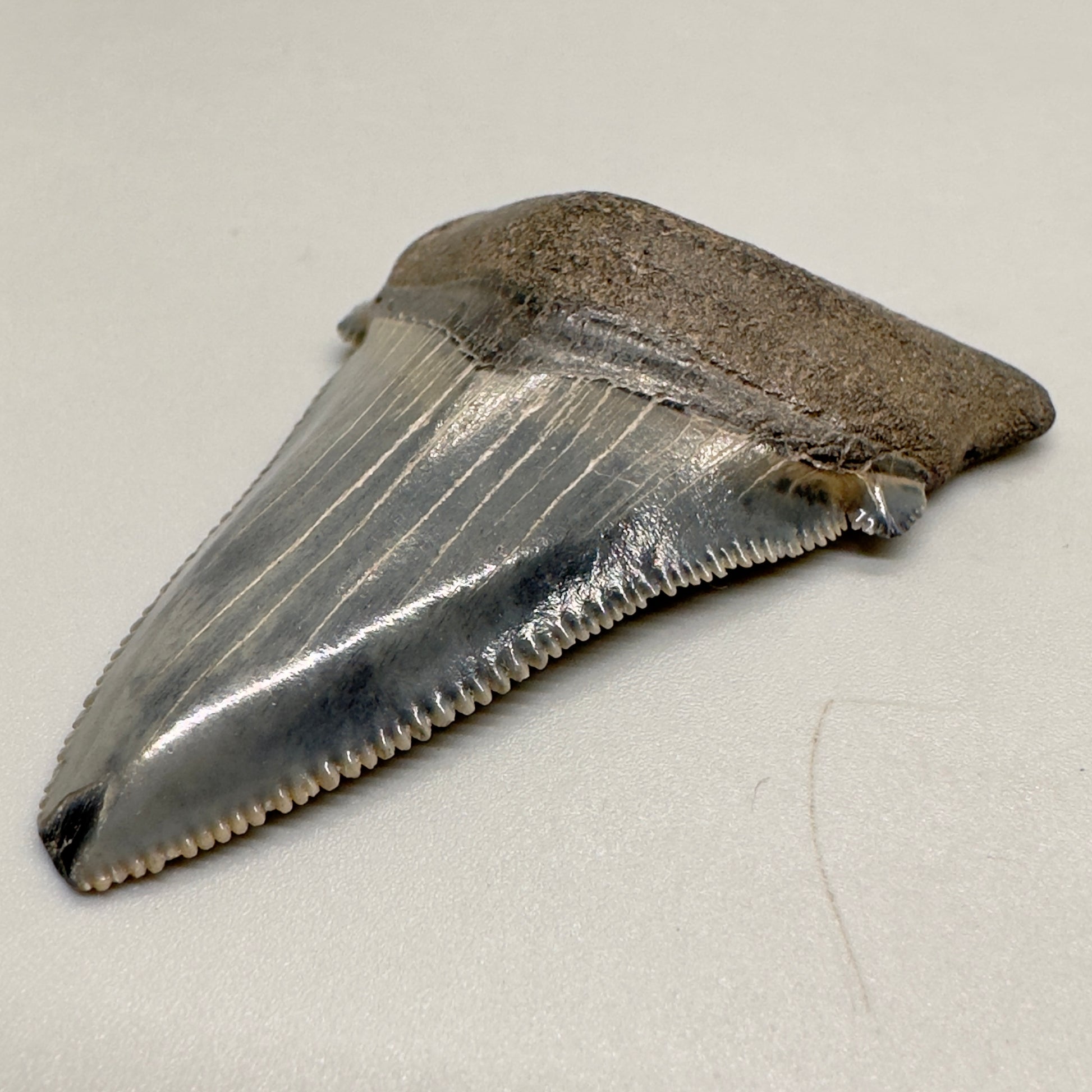 Colorful serrated 2.39 inch Carcharocles angustidens shark tooth from South Carolina AN402 front right
