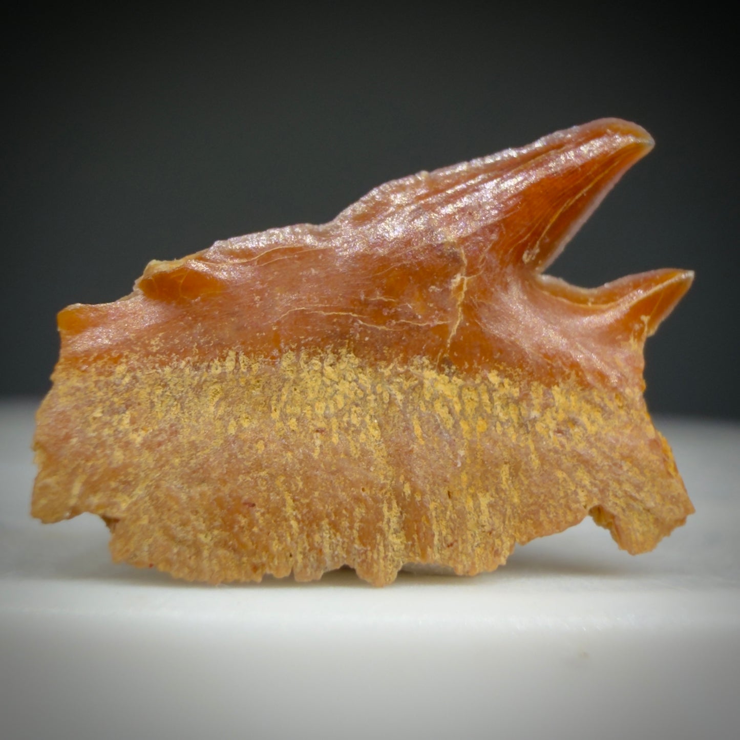 Back View Rare, gorgeous 0.51" Fossil Echinorhinus blakei - Bramble Shark Tooth - Chile R628