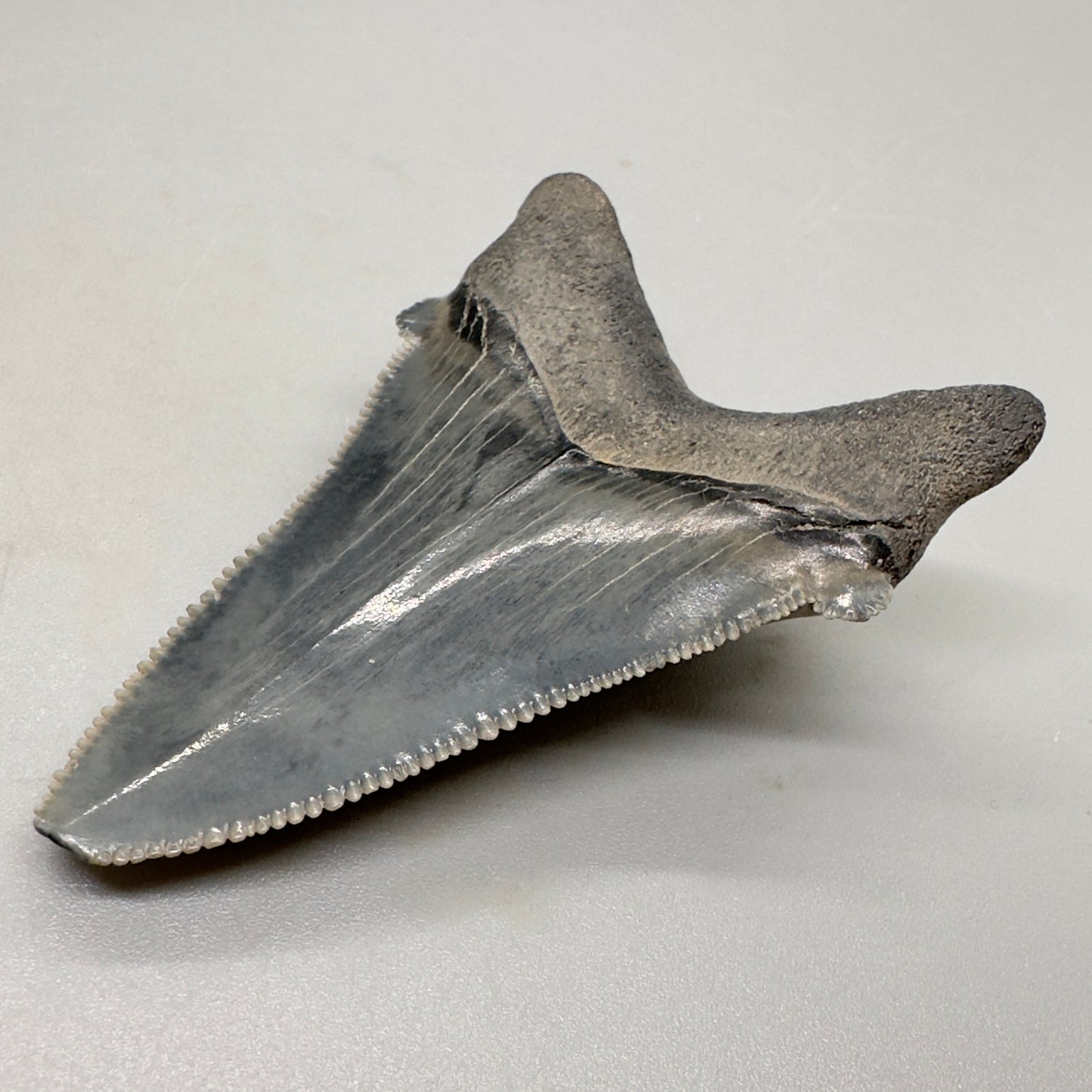 Colorful serrated 2.39 inch Carcharocles angustidens shark tooth from South Carolina AN402 back right