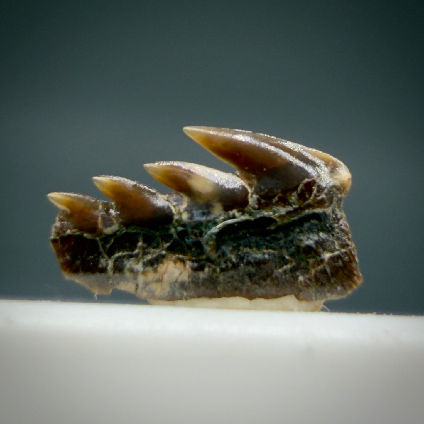 Back View Rare Hexanchus microdon 0.29” Fossil Cow Shark from Hornby Island, Canada (Upper Cretaceous) R624