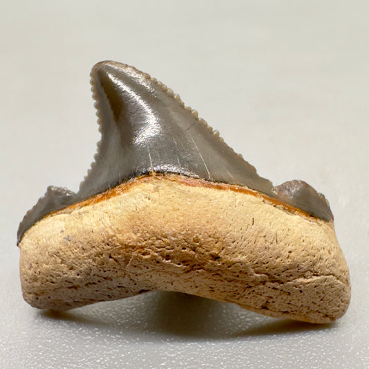 Tiny, colorful 0.95 inches Carcharocles angustidens shark tooth from Summerville, South Carolina AN408 front