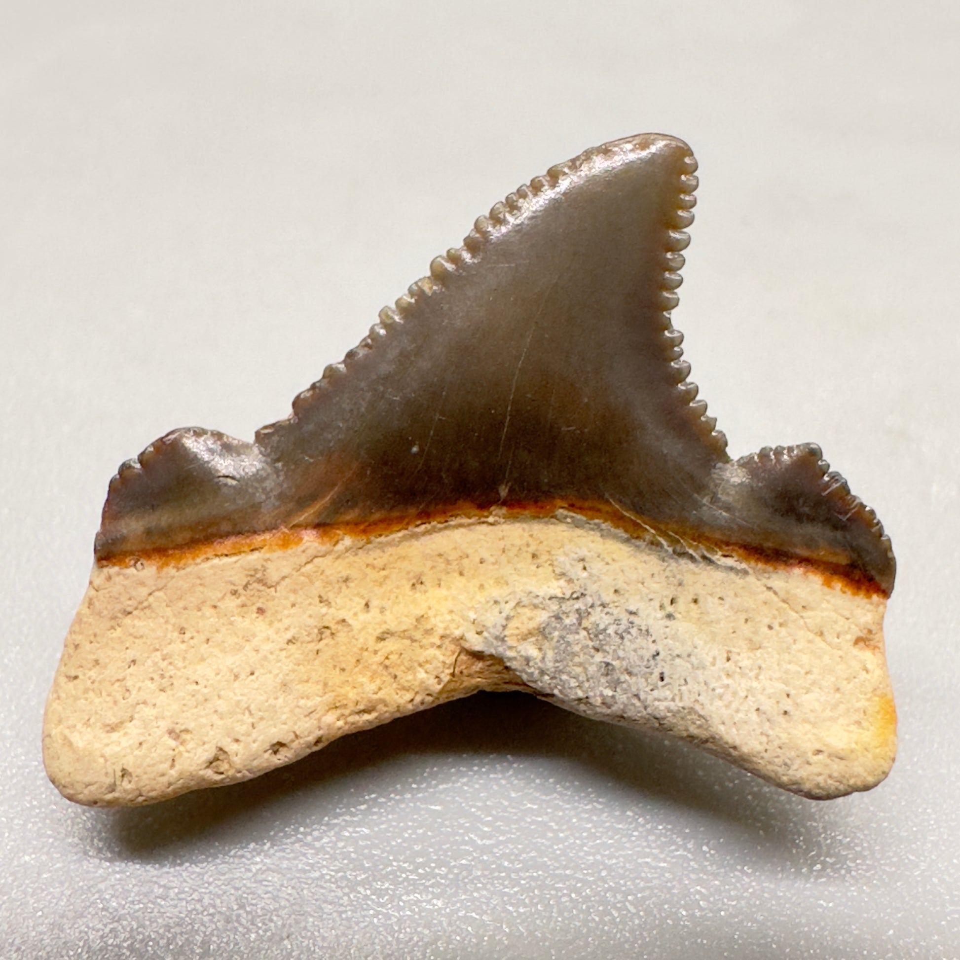 Tiny, colorful 0.95 inches Carcharocles angustidens shark tooth from Summerville, South Carolina AN408 back