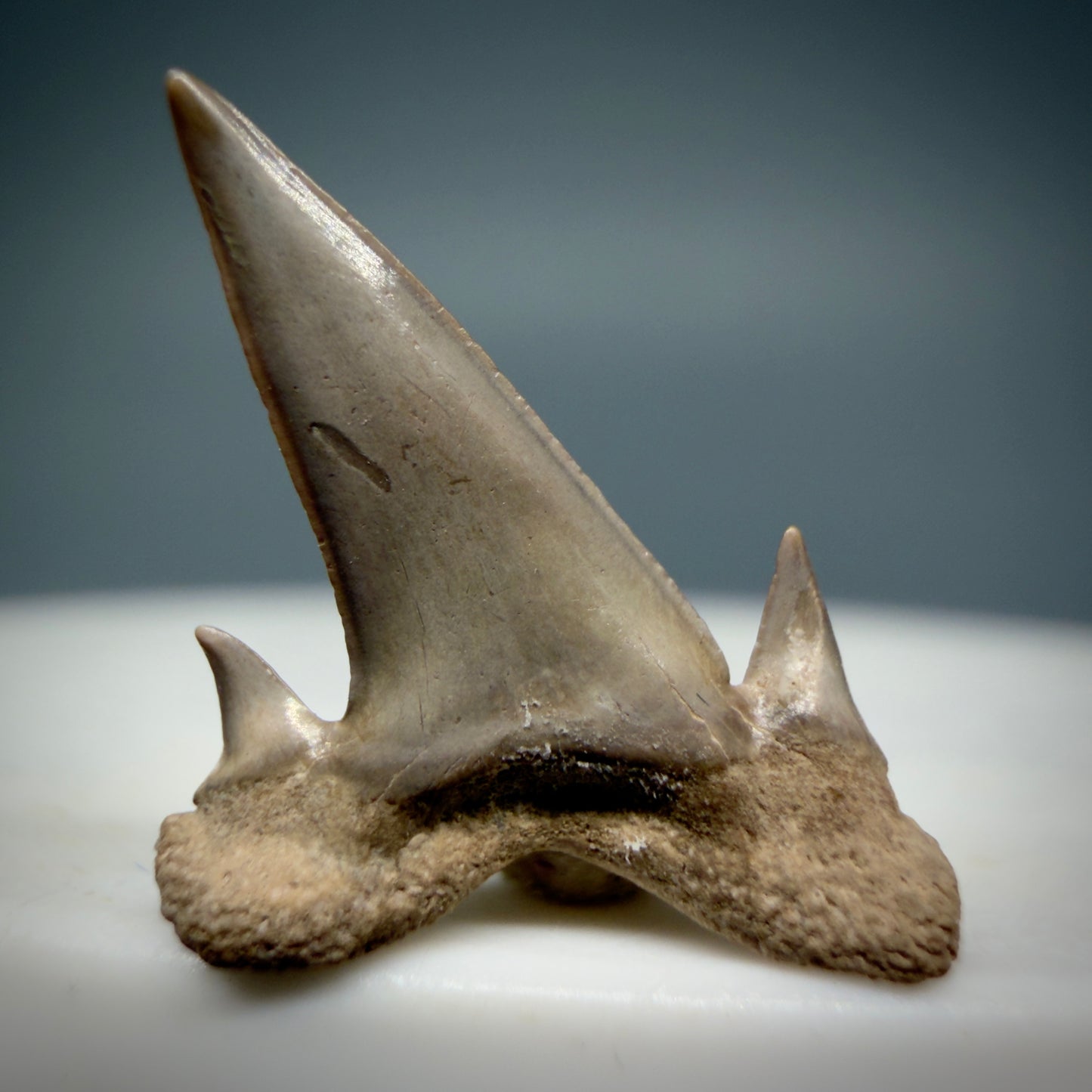 Back View Beautiful 0.63" Fossil Extinct Mackerel Shark tooth - Summerville, SC - R631