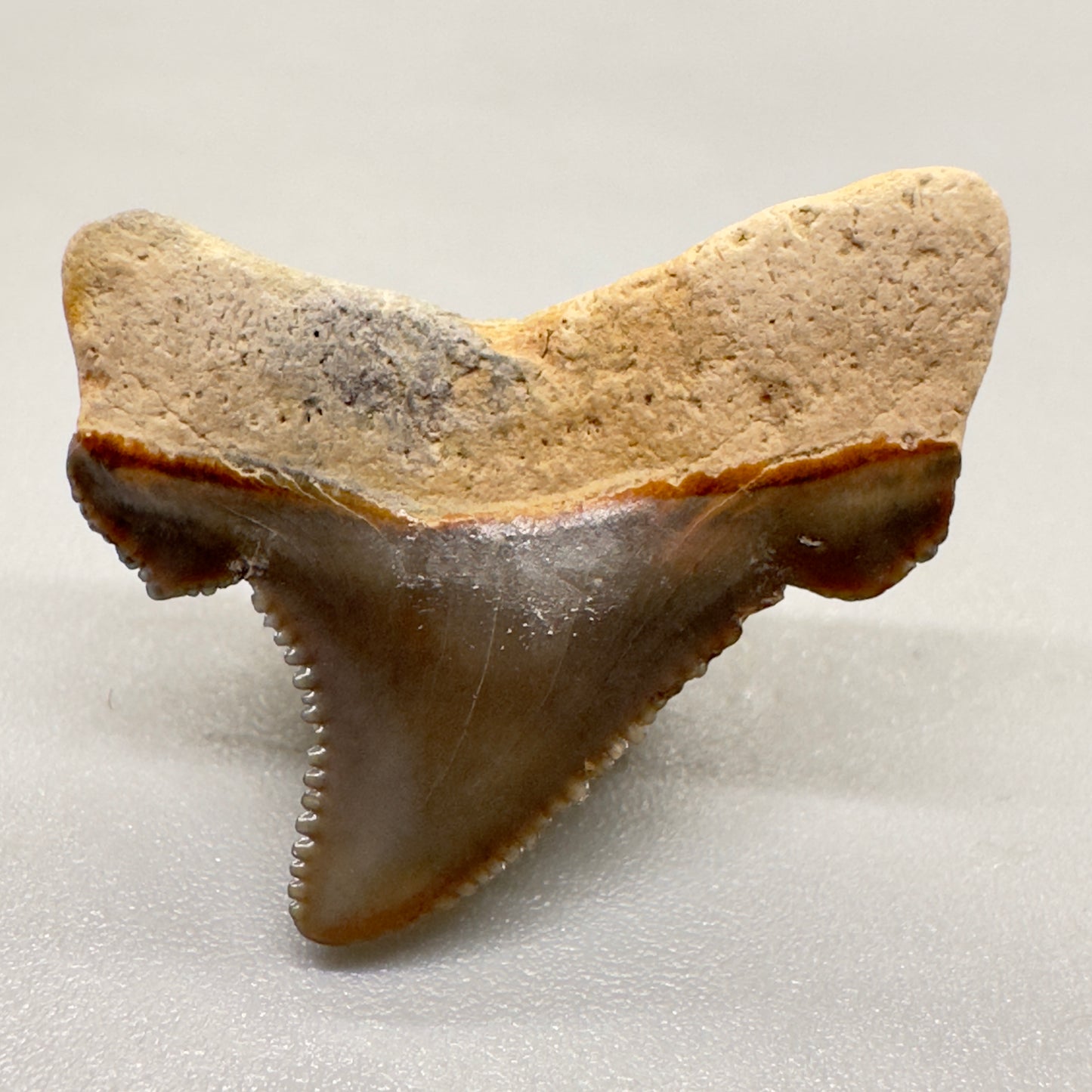 Tiny, colorful 0.95 inches Carcharocles angustidens shark tooth from Summerville, South Carolina AN408 back down