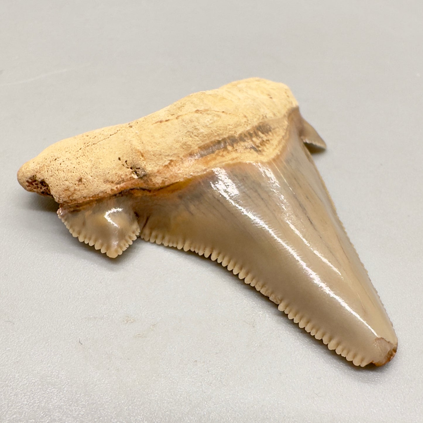 2.26 inches colorful serrated Carcharocles angustidens shark tooth from Summerville South Carolina AN409 front left