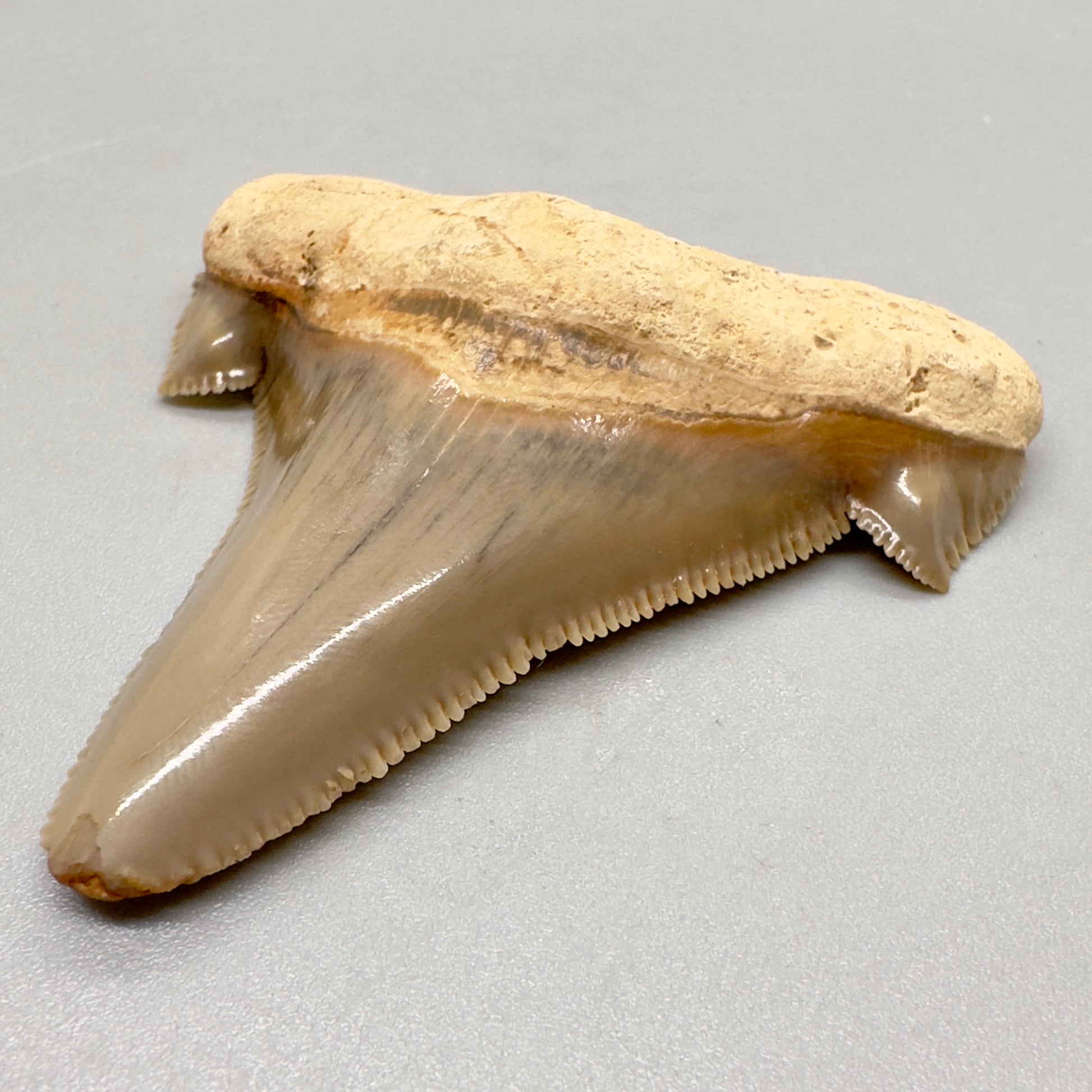 2.26 inches colorful serrated Carcharocles angustidens shark tooth from Summerville South Carolina AN409 front right