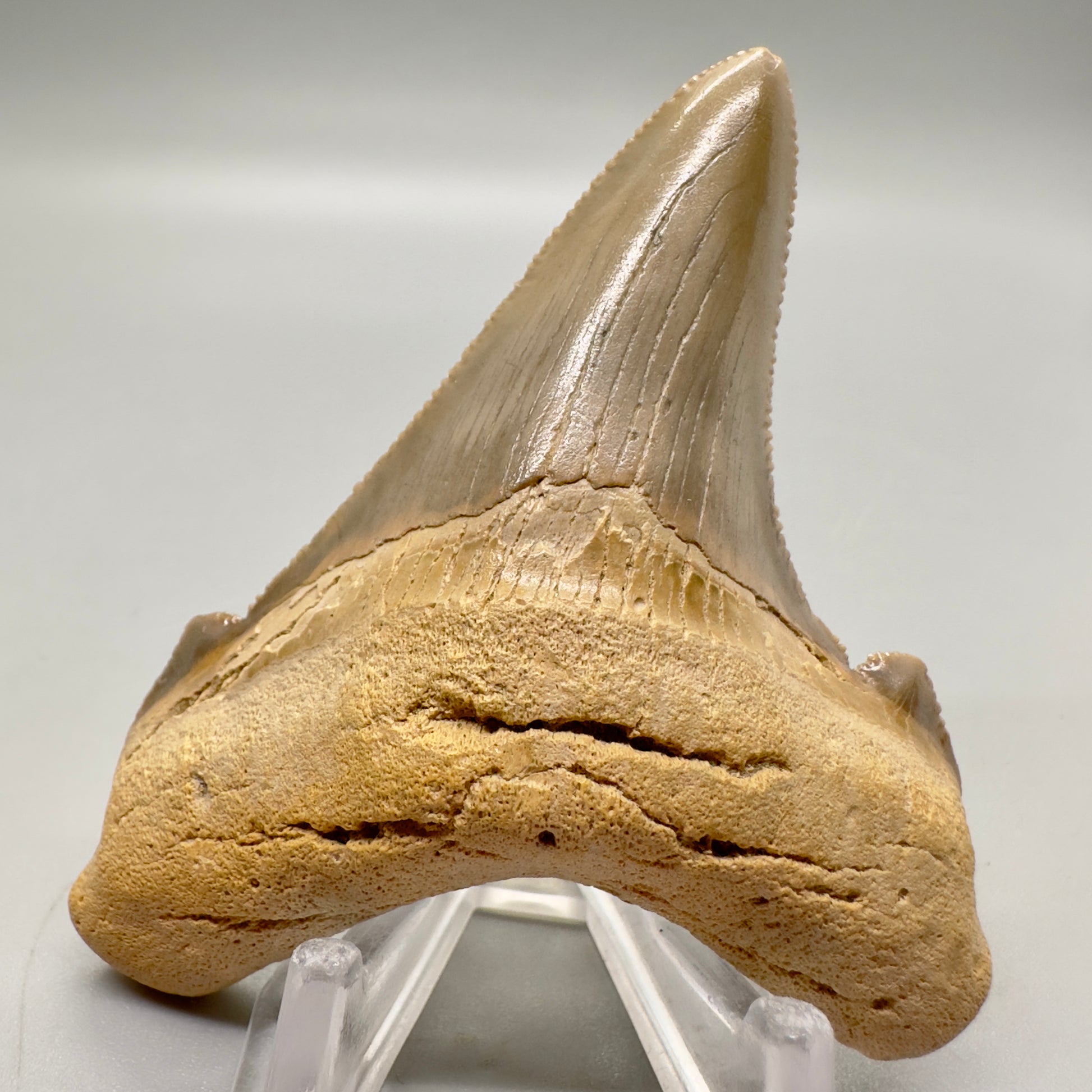 2.98 large, colorful, serrated Carcharocles angustidens shark tooth from Summerville, South Carolina AN411 front