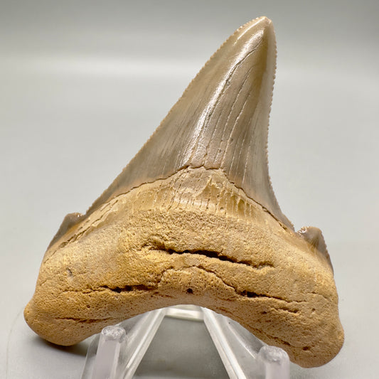 2.98 large, colorful, serrated Carcharocles angustidens shark tooth from Summerville, South Carolina AN411 front