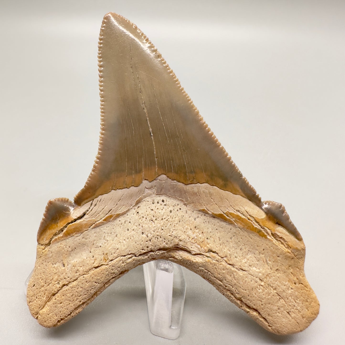 2.98 large, colorful, serrated Carcharocles angustidens shark tooth from Summerville, South Carolina AN411 back