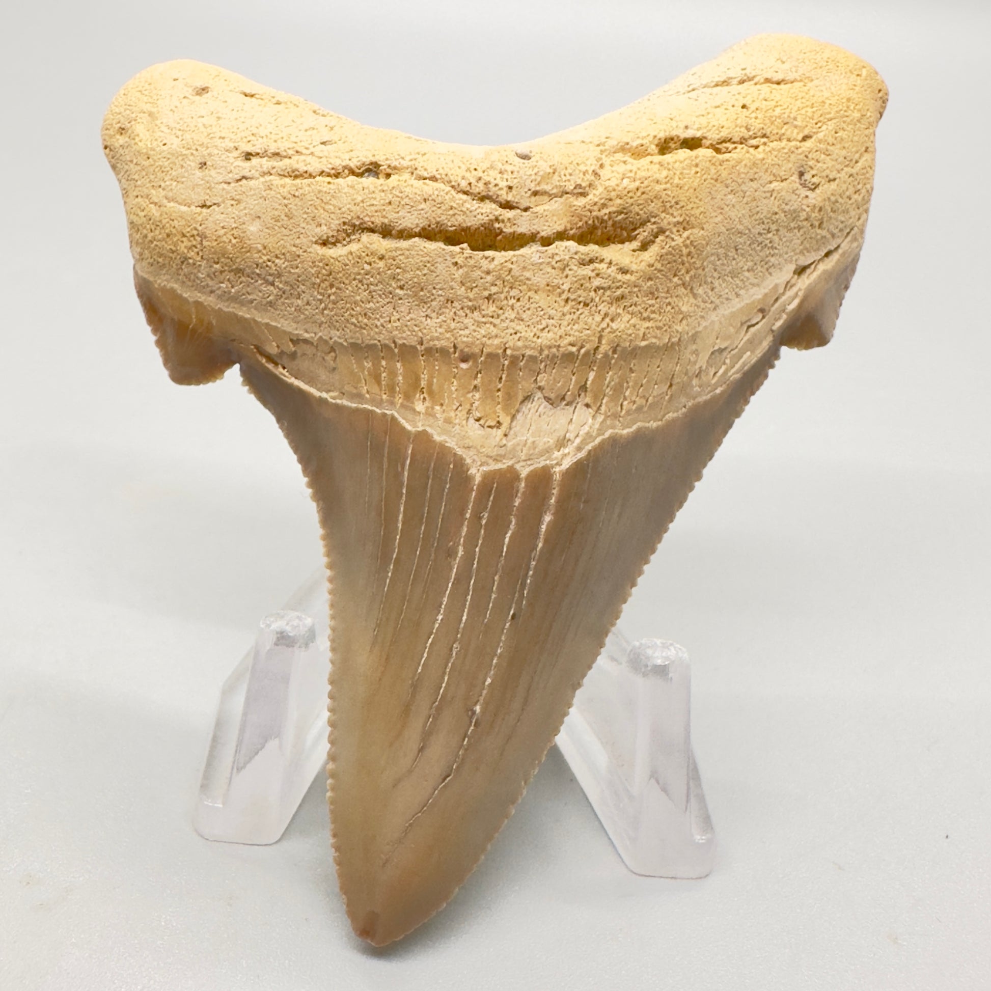 2.98 large, colorful, serrated Carcharocles angustidens shark tooth from Summerville, South Carolina AN411 front down