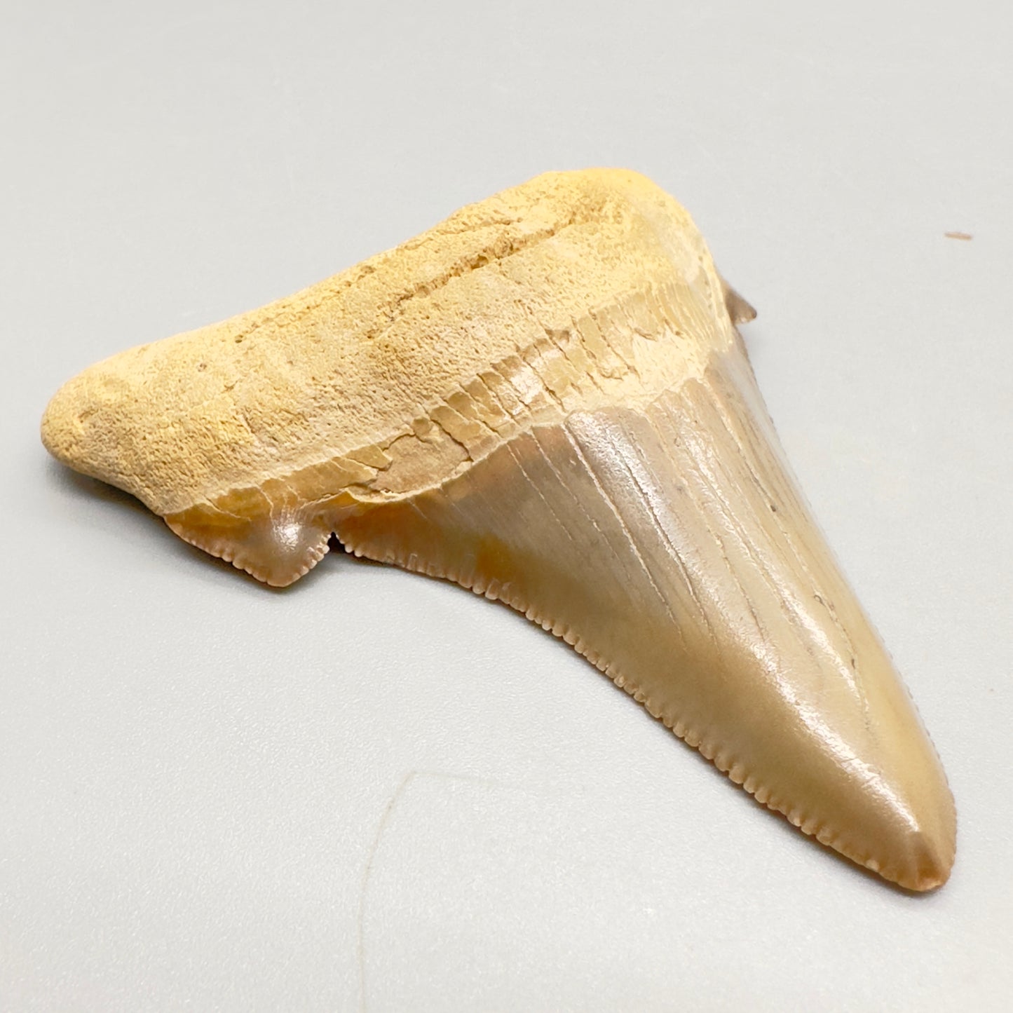 2.98 large, colorful, serrated Carcharocles angustidens shark tooth from Summerville, South Carolina AN411 front left