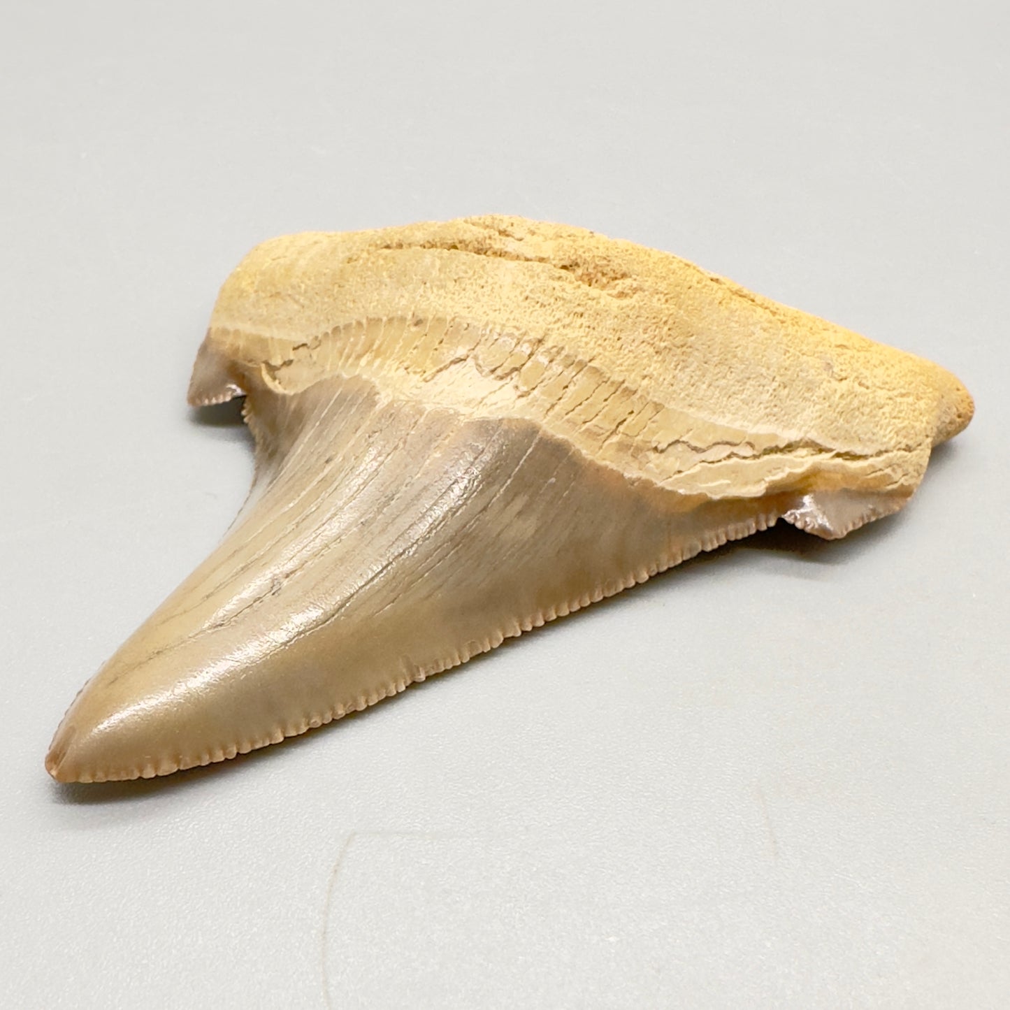 2.98 large, colorful, serrated Carcharocles angustidens shark tooth from Summerville, South Carolina AN411 front right