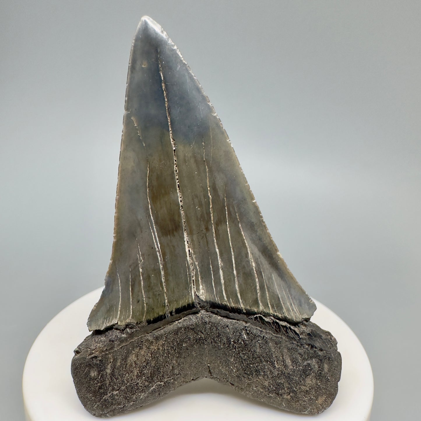 Large 2.86" Fossil Extinct Mako - Isurus hastalis Shark Tooth from Southeast USA