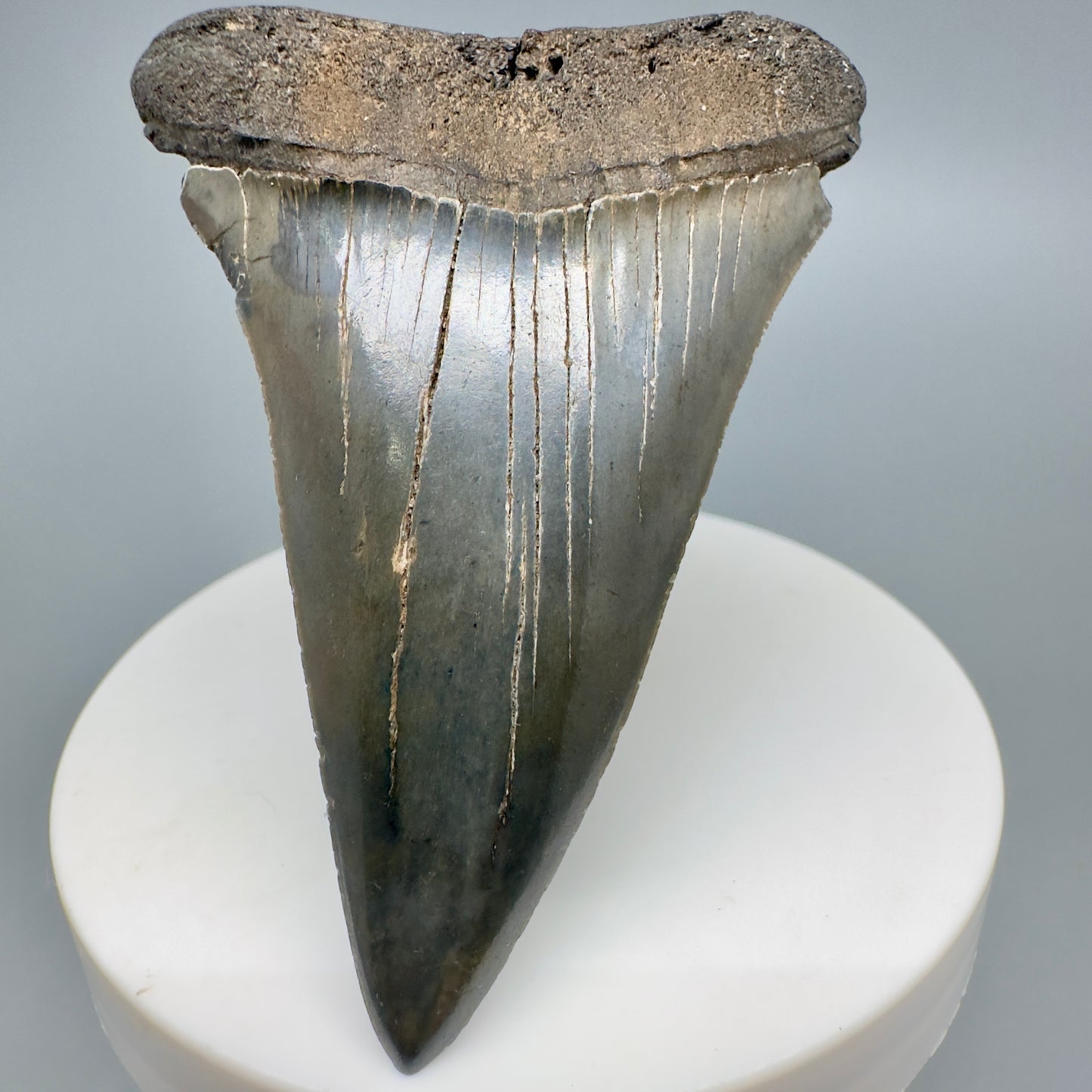 Large 2.86" Fossil Extinct Mako - Isurus hastalis Shark Tooth from Southeast USA