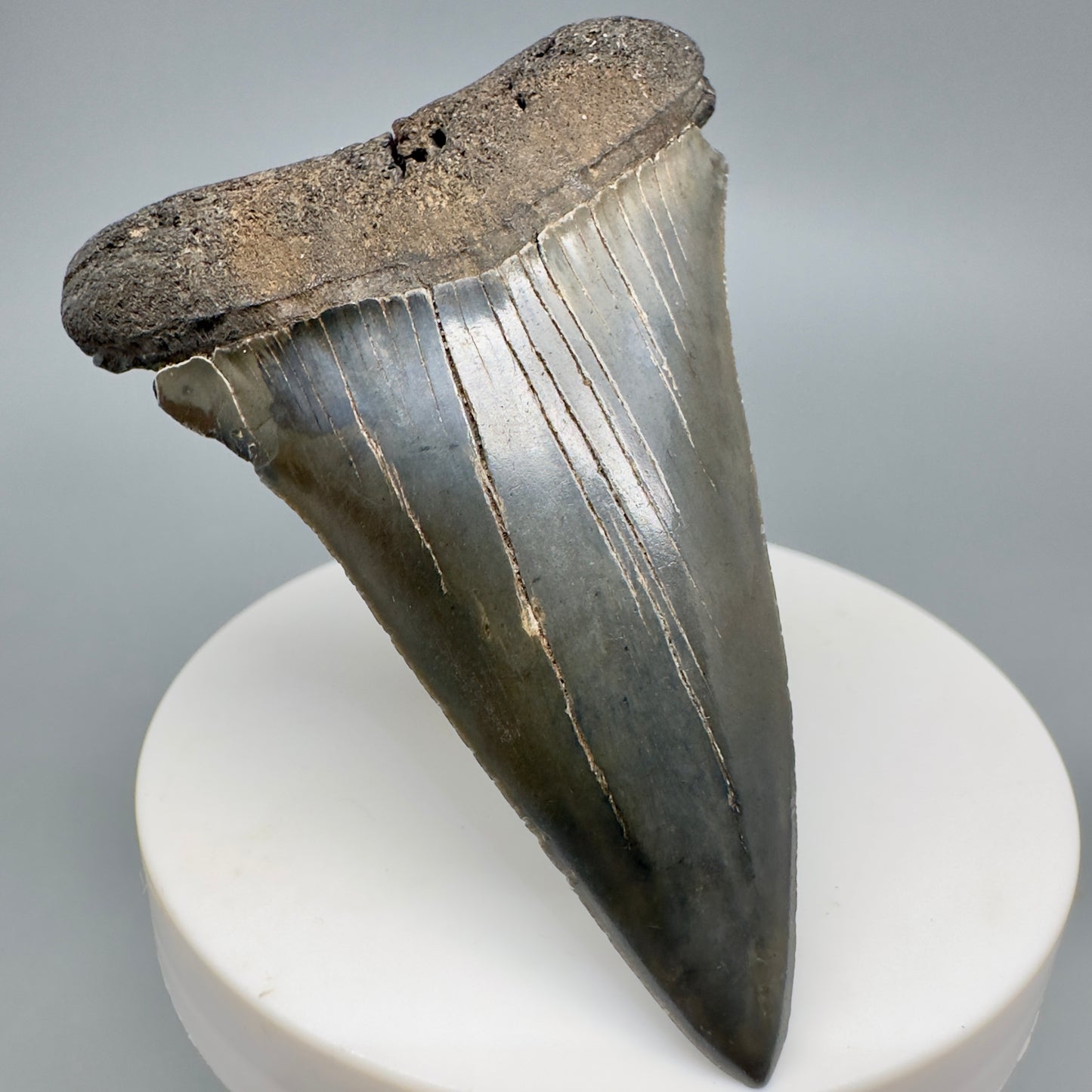 Large 2.86" Fossil Extinct Mako - Isurus hastalis Shark Tooth from Southeast USA