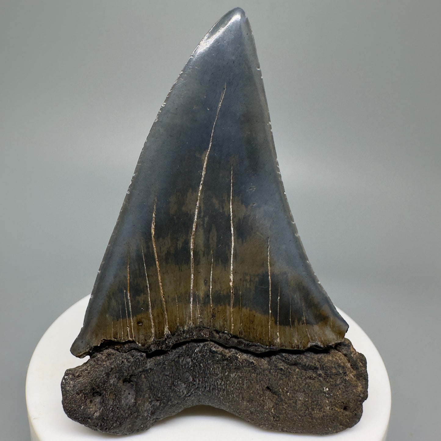 LARGE 2.77" Fossil Extinct Mako - Isurus hastalis Shark Tooth from Southeast USA M586 - Back
