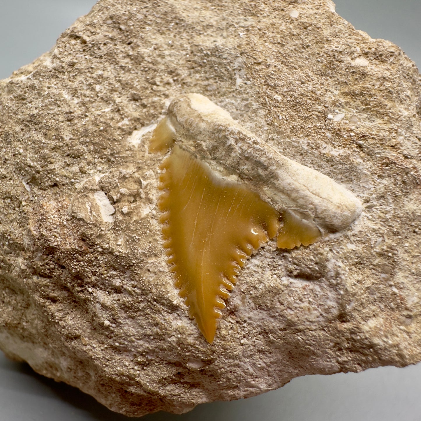 1.16" Long In Matrix - Palaeocarcharodon orientalis - Extinct Pygmy White Shark - Morocco R546 - Close up