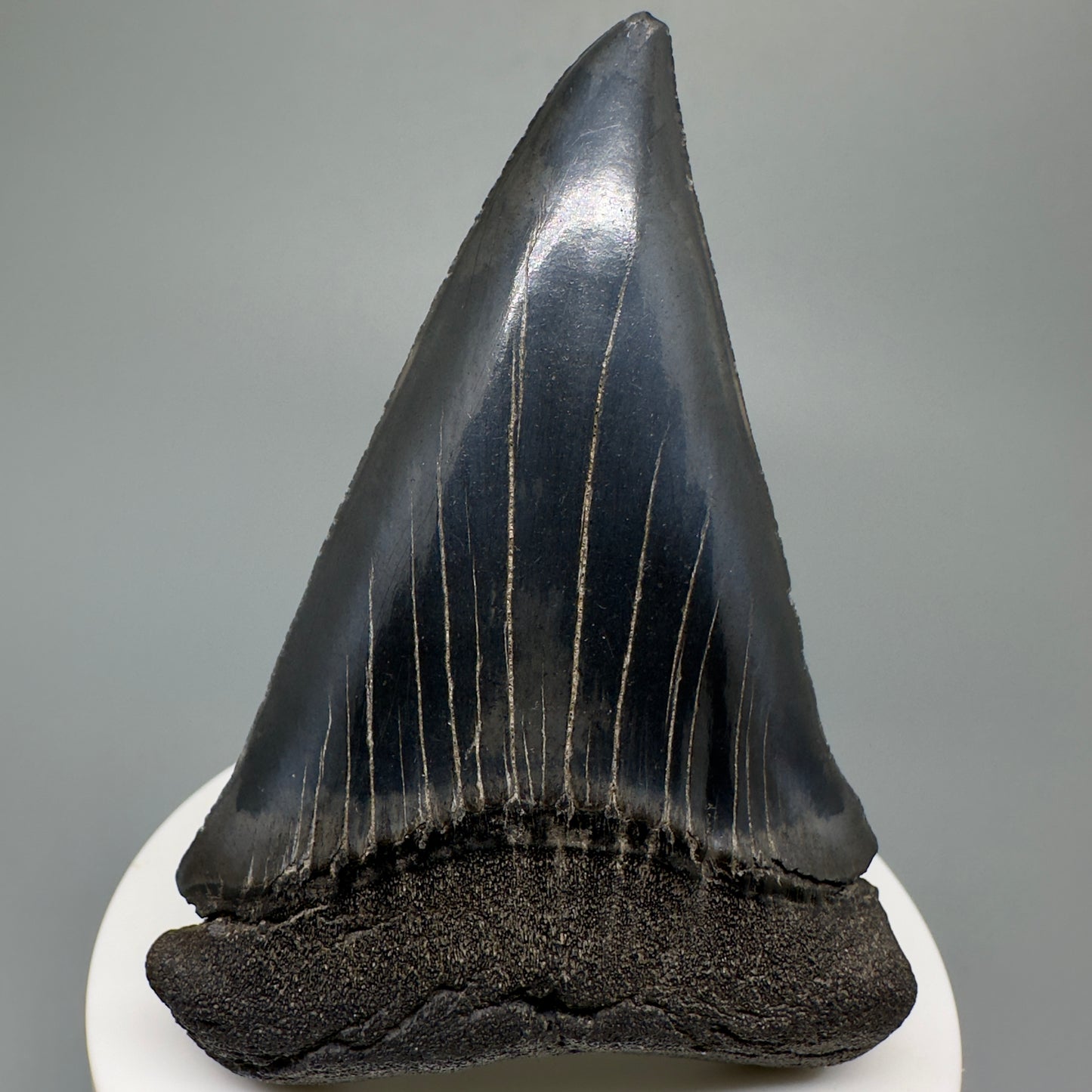 HUGE, XL 3.10" Fossil Extinct Mako - Isurus hastalis Tooth from South Carolina M588 - Front1