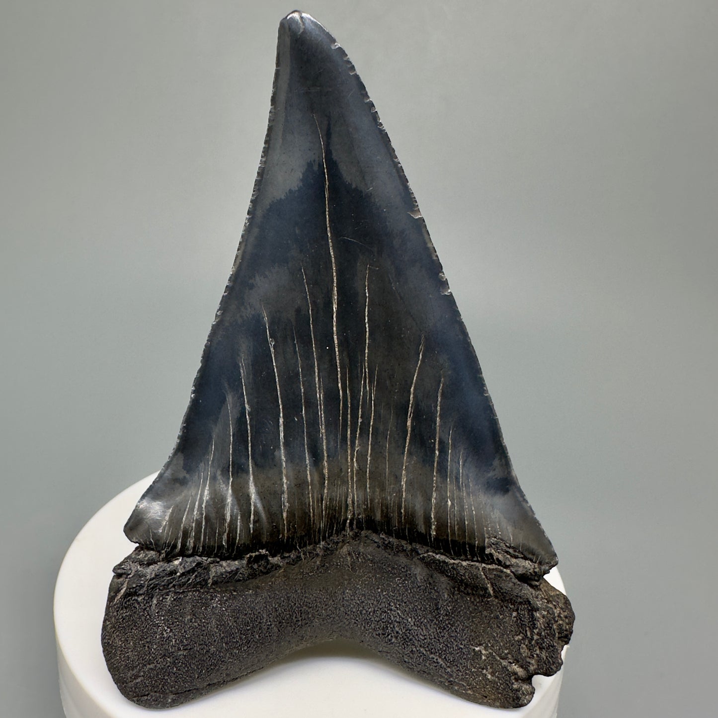 HUGE, XL 3.10" Fossil Extinct Mako - Isurus hastalis Tooth from South Carolina M588 - Back1