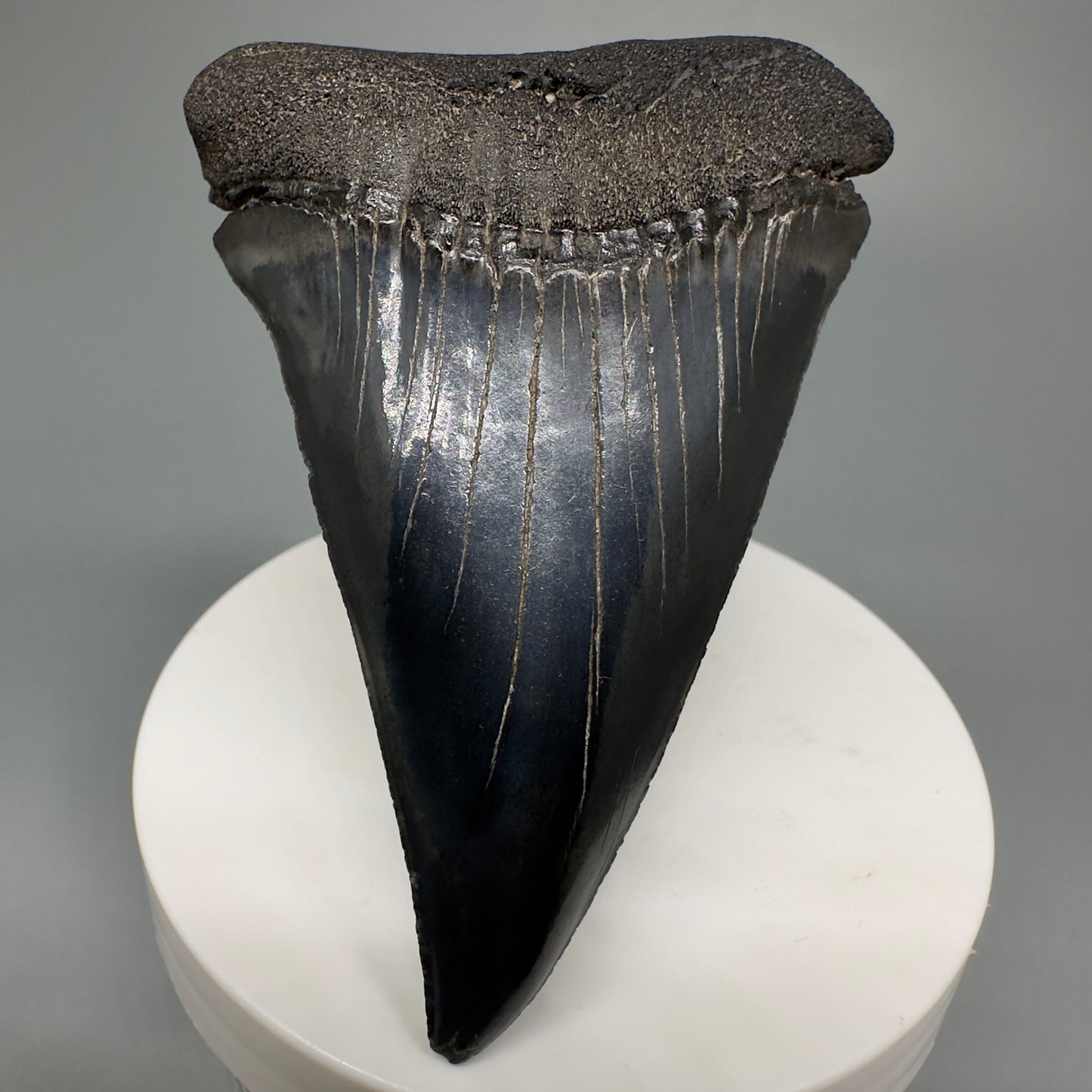 HUGE, XL 3.10" Fossil Extinct Mako - Isurus hastalis Tooth from South Carolina M588 - Front4