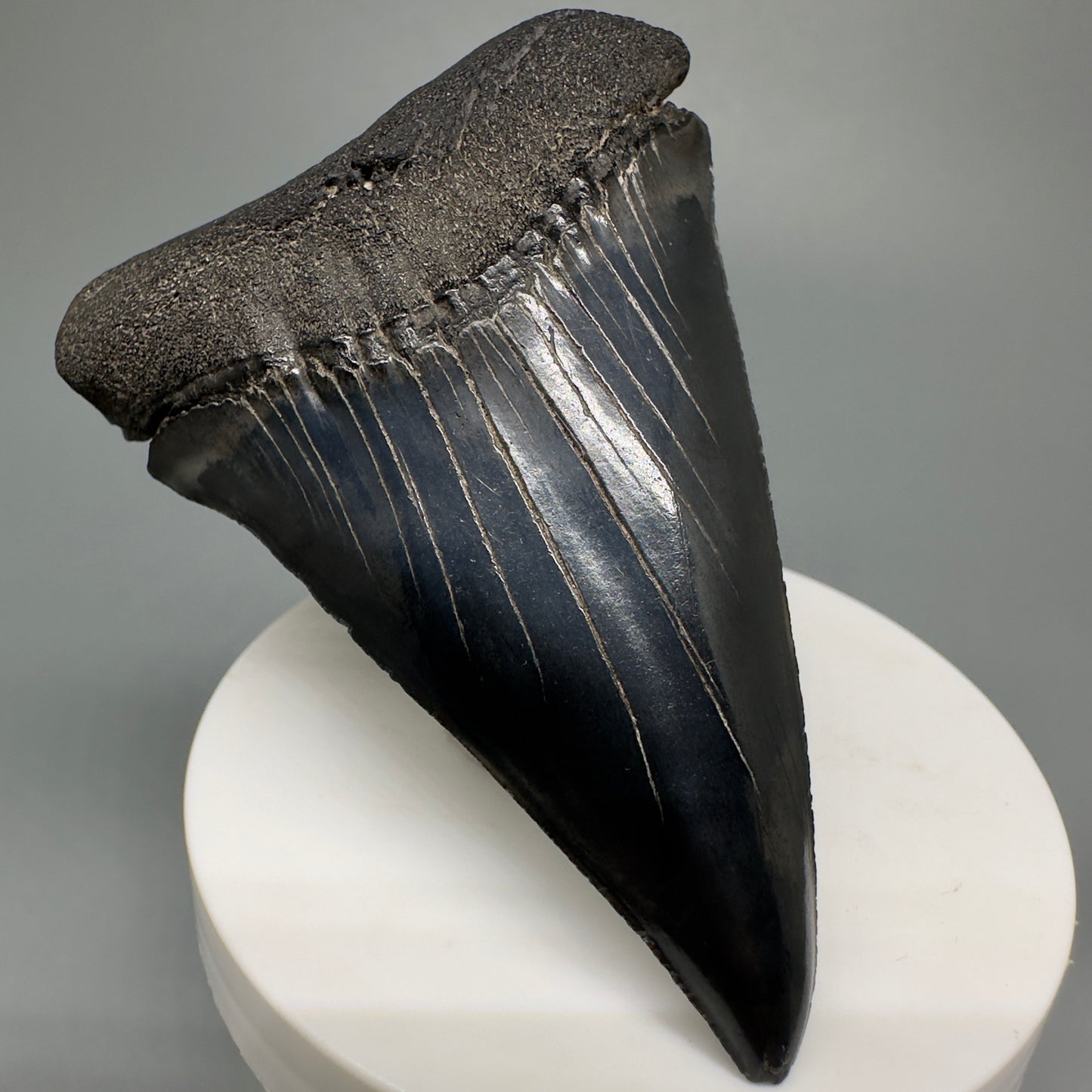 HUGE, XL 3.10" Fossil Extinct Mako - Isurus hastalis Tooth from South Carolina M588 - Front Left1