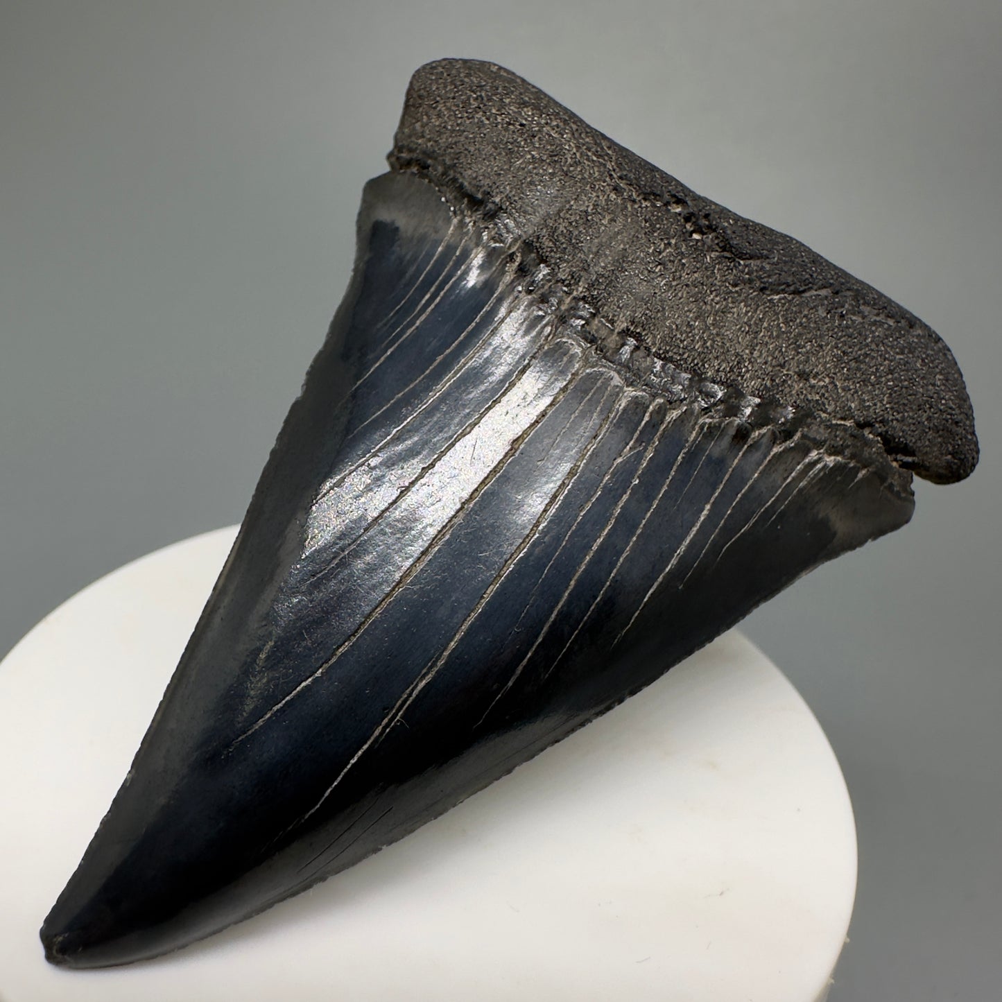 HUGE, XL 3.10" Fossil Extinct Mako - Isurus hastalis Tooth from South Carolina M588 - Front Right