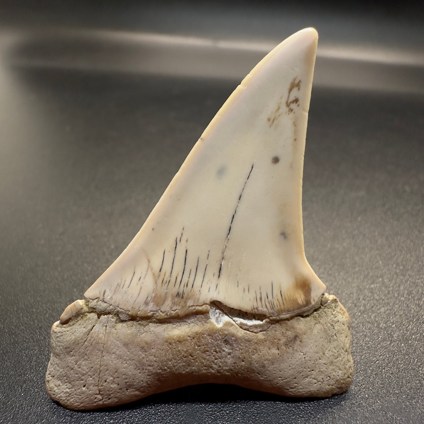White 1.96 inches Isurus hastalis Extinct Mako Shark tooth from Bakersfield, California M500 back
