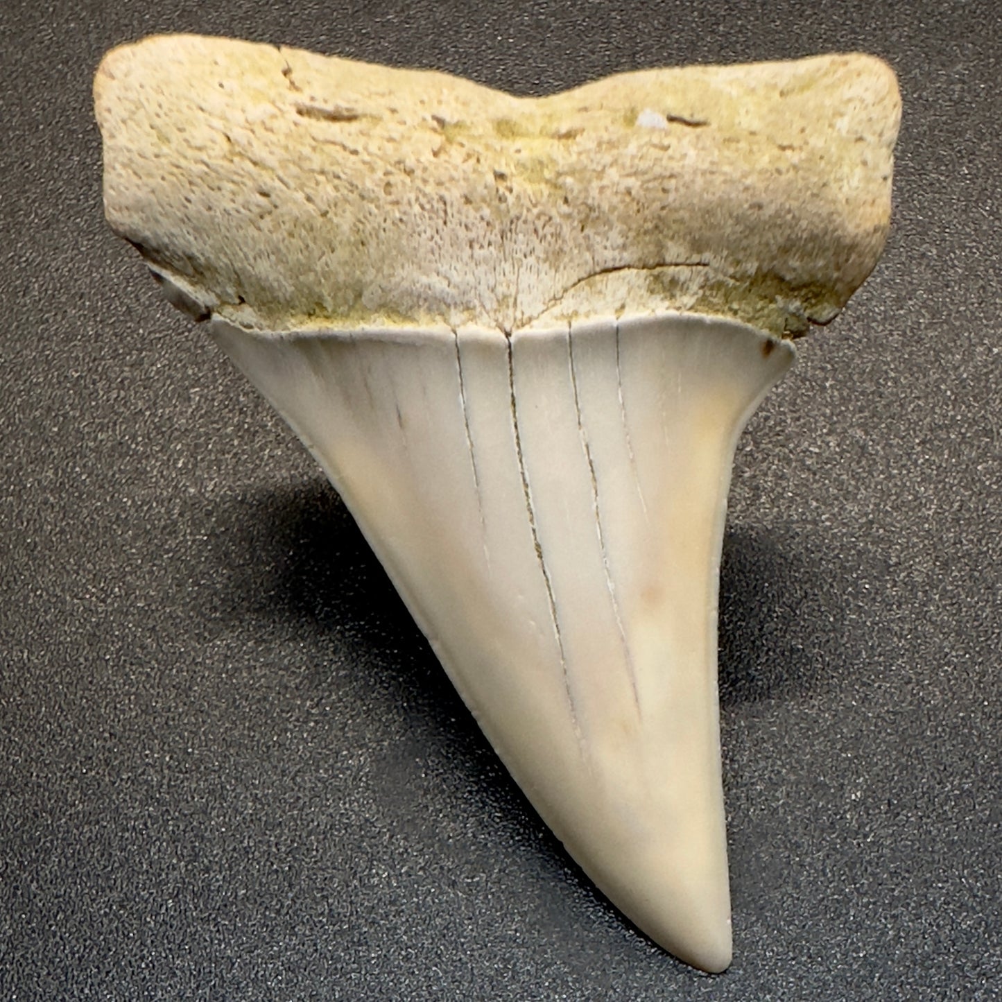 White 1.96 inches Isurus hastalis Extinct Mako Shark tooth from Bakersfield, California M500 front down