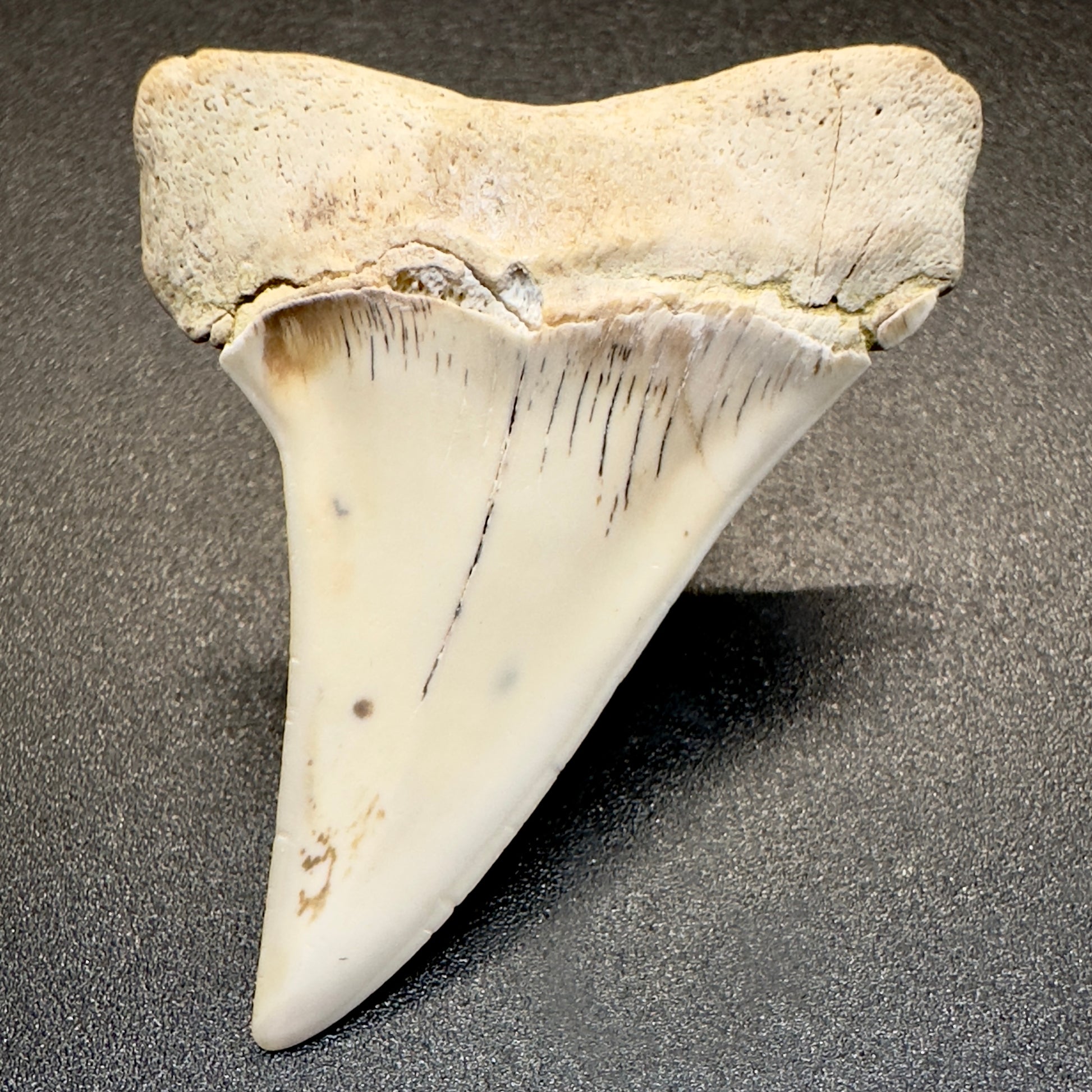 White 1.96 inches Isurus hastalis Extinct Mako Shark tooth from Bakersfield, California M500 back down