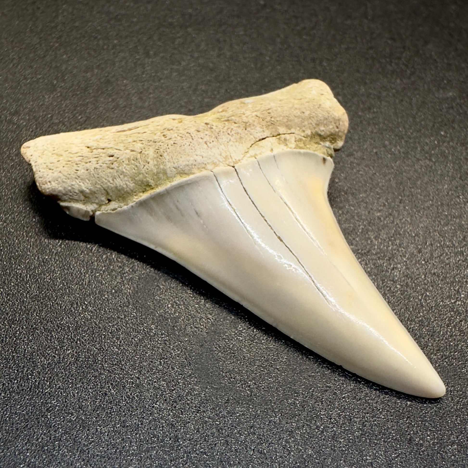 White 1.96 inches Isurus hastalis Extinct Mako Shark tooth from Bakersfield, California M500 front left