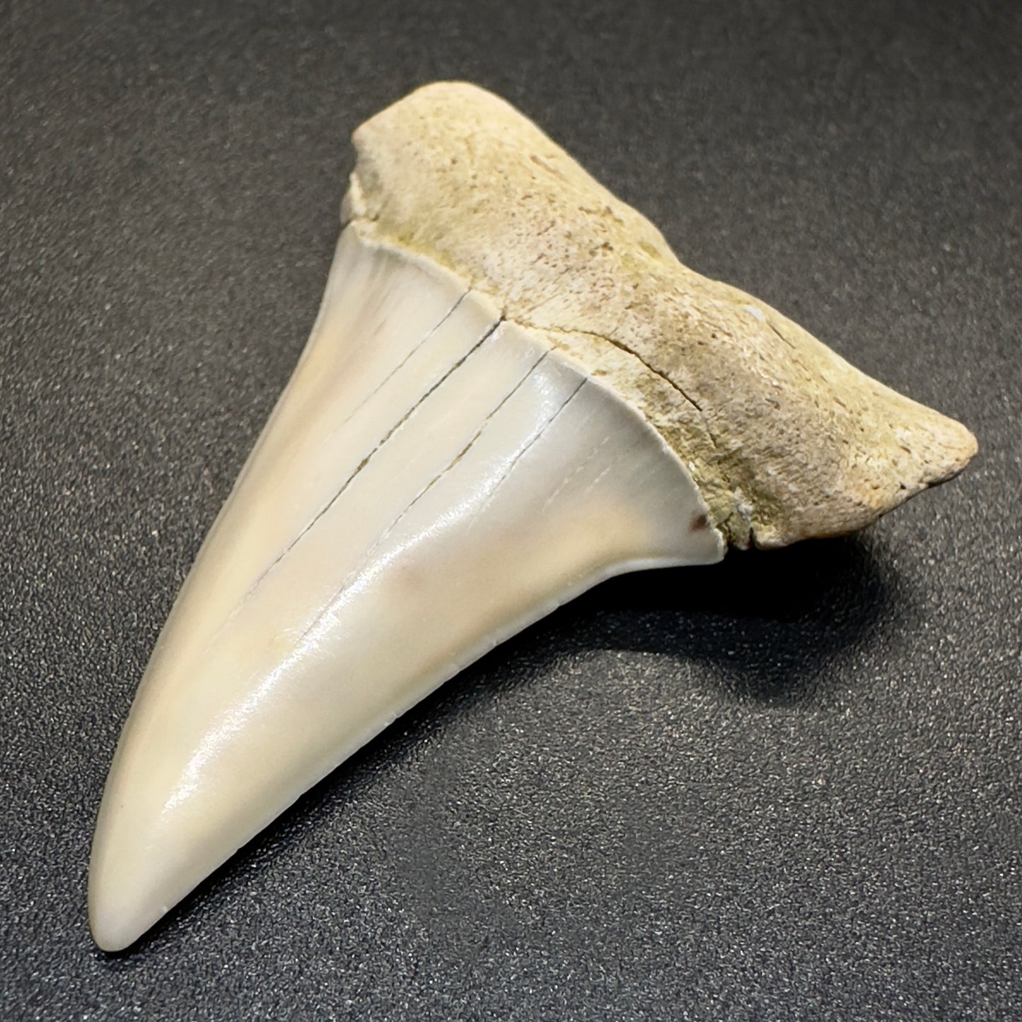 White 1.96 inches Isurus hastalis Extinct Mako Shark tooth from Bakersfield, California M500 front left