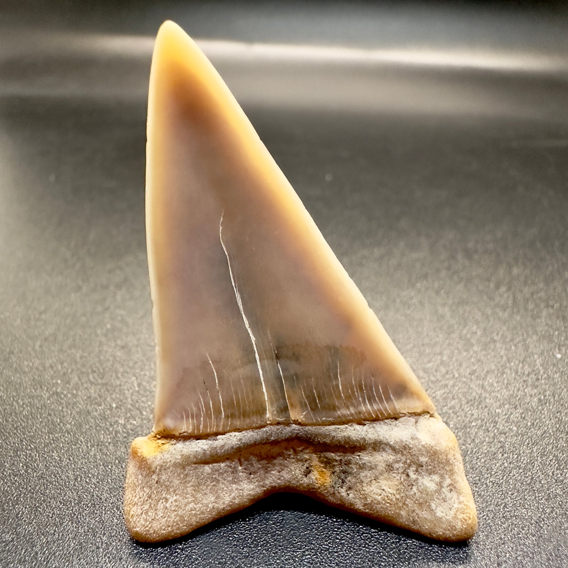 1.95 inches Colorful Extinct Mako - Isurus hastalis shark tooth from Bakersfield, California M501 back