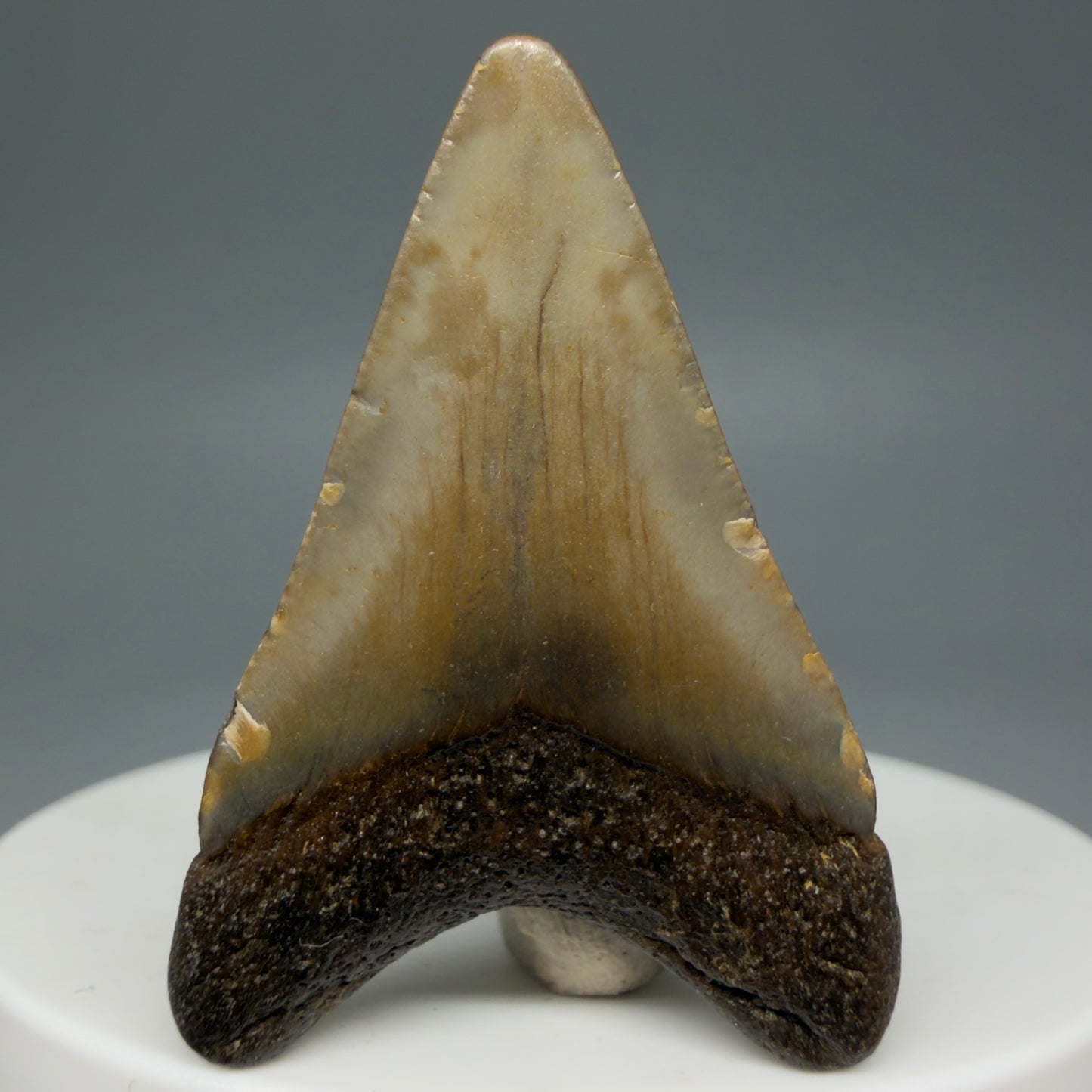Back View 1.60" Fossil Megalodon Tooth - Authentic Carcharocles megalodon Fossil from North Carolina CM5933