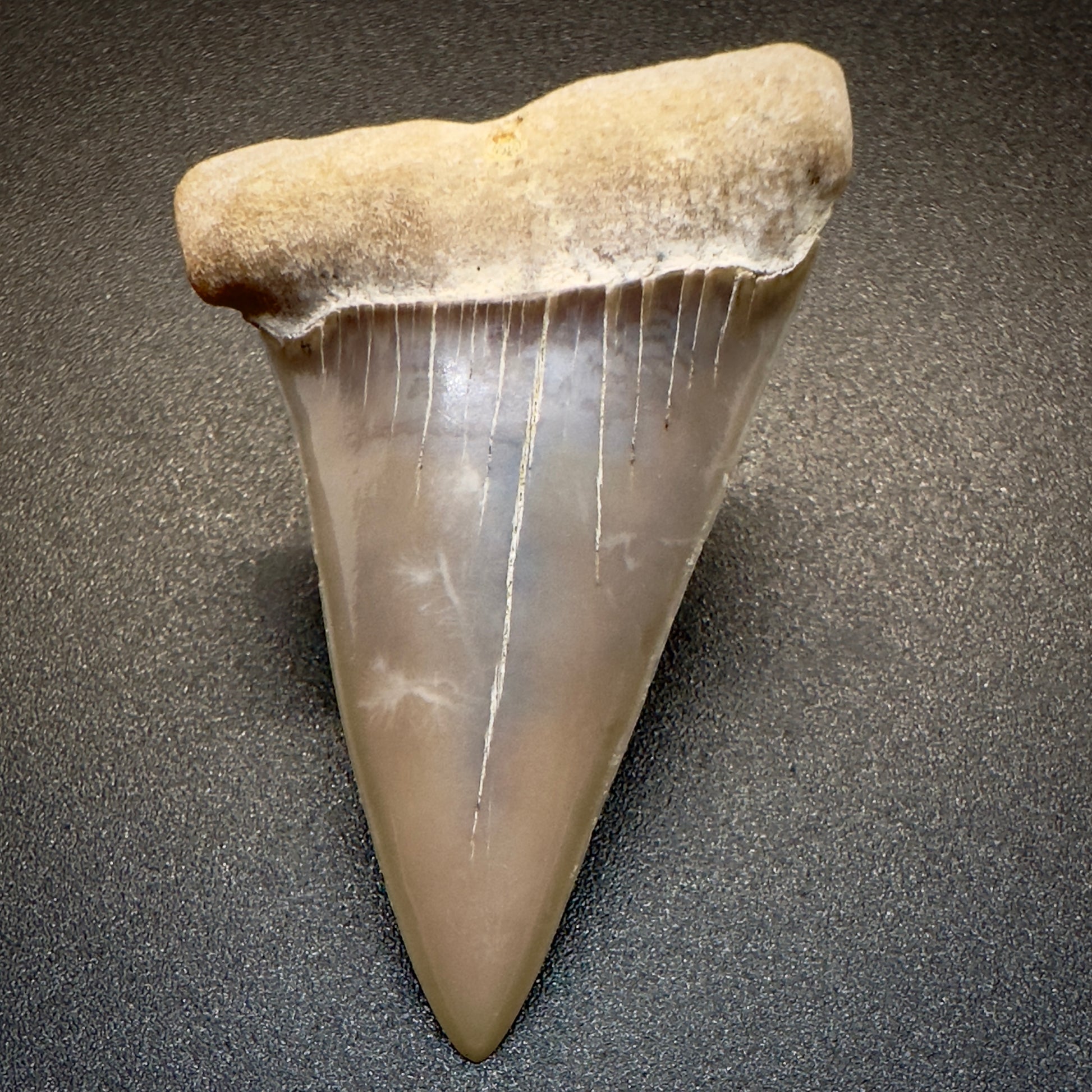 1.95 inches Colorful Extinct Mako - Isurus hastalis shark tooth from Bakersfield, California M501 front down