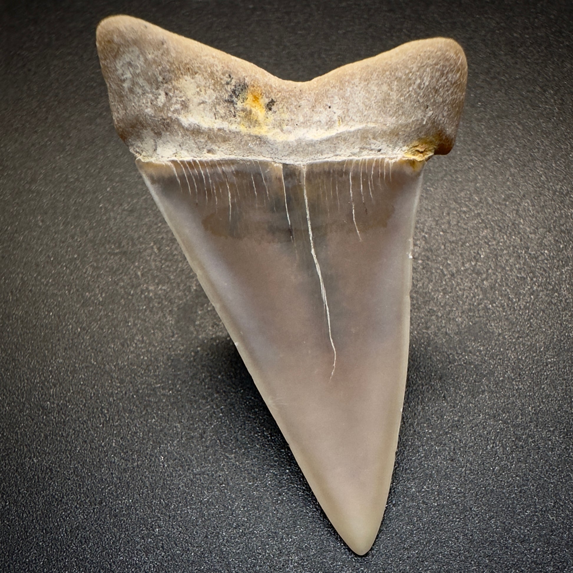 1.95 inches Colorful Extinct Mako - Isurus hastalis shark tooth from Bakersfield, California M501 back down