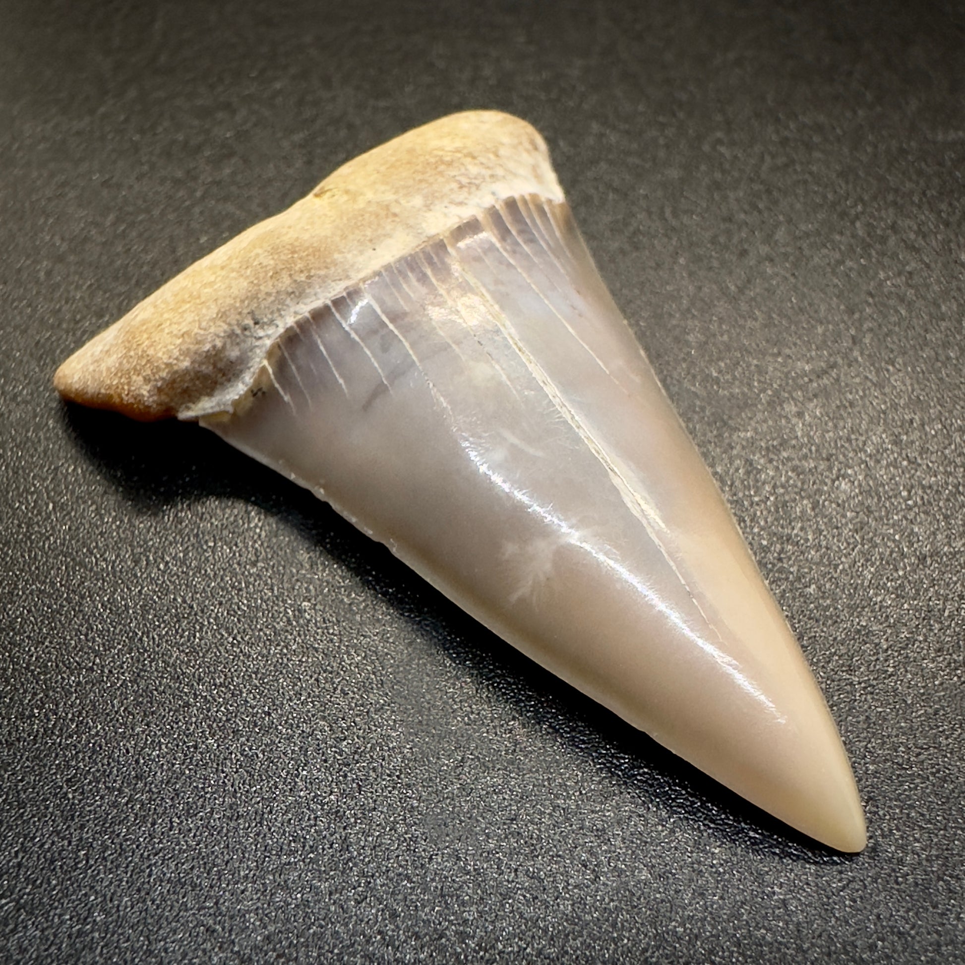 1.95 inches Colorful Extinct Mako - Isurus hastalis shark tooth from Bakersfield, California M501 front left