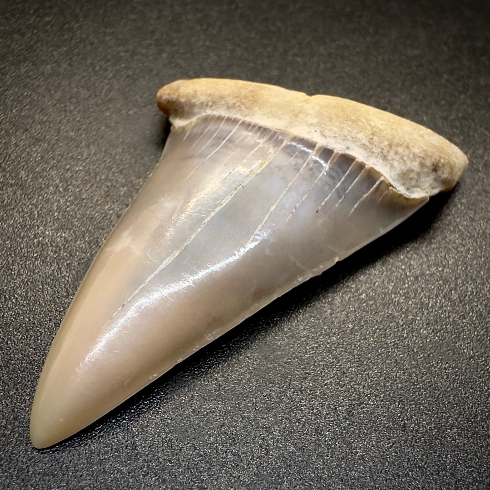 1.95 inches Colorful Extinct Mako - Isurus hastalis shark tooth from Bakersfield, California M501 front right