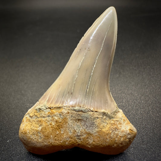 1.86 inches colorful Extinct Hooked-Tooth Mako - Isurus planus shark tooth from Bakersfield, California M503 front