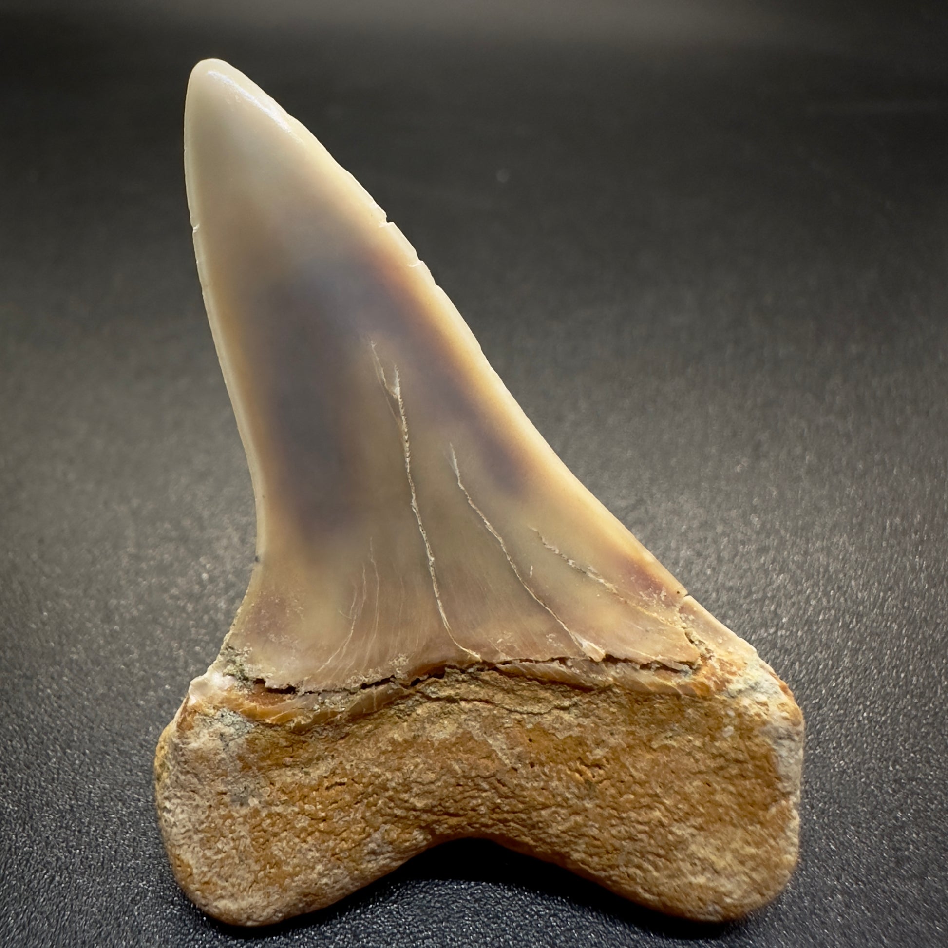 1.86 inches colorful Extinct Hooked-Tooth Mako - Isurus planus shark tooth from Bakersfield, California M503 back